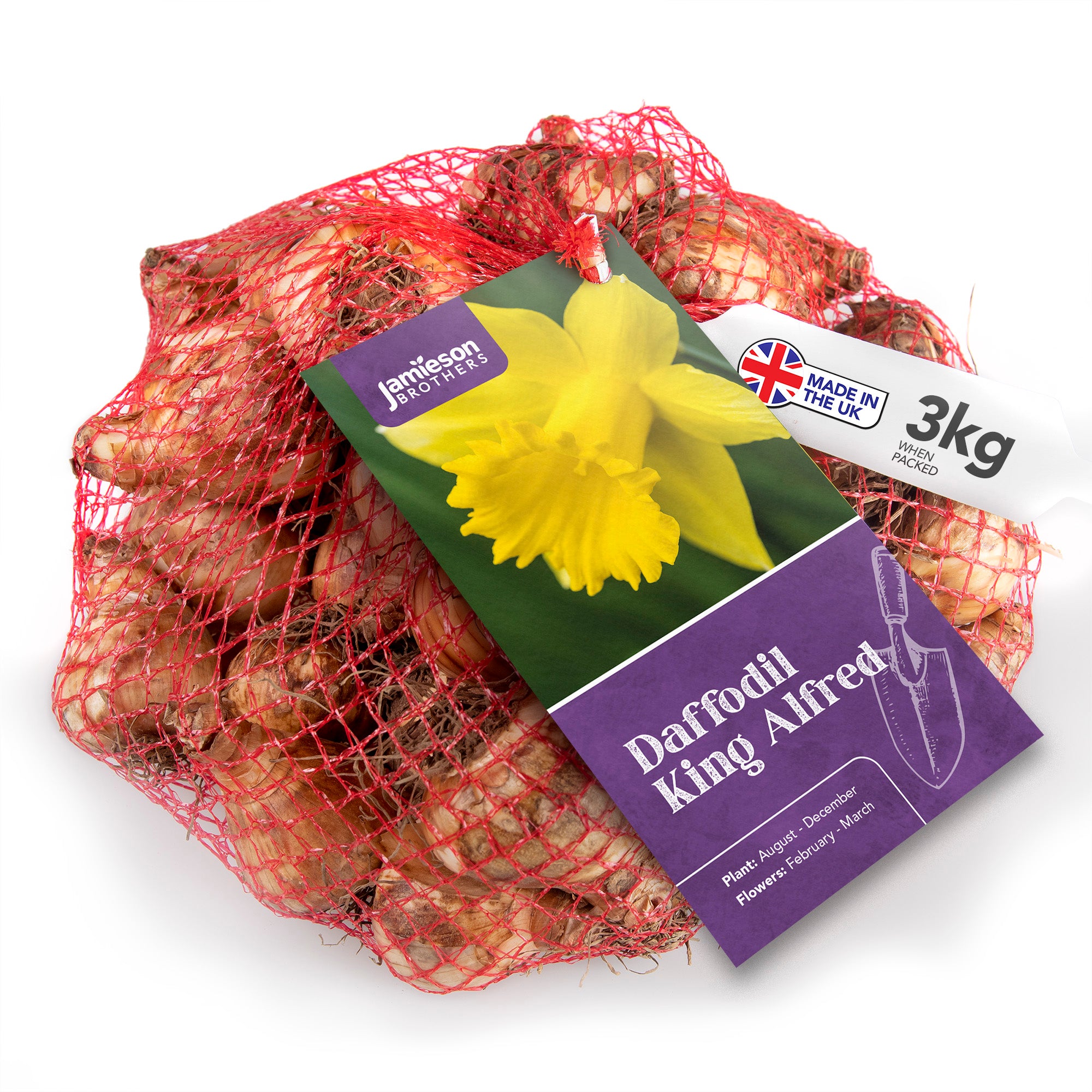 King Alfred Yellow Trumpet Daffodil Bulbs - 3kg net 10/12cm By Jamieson Brothers