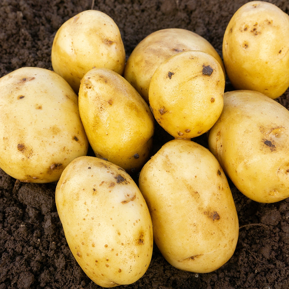 Duke of York Seed Potatoes