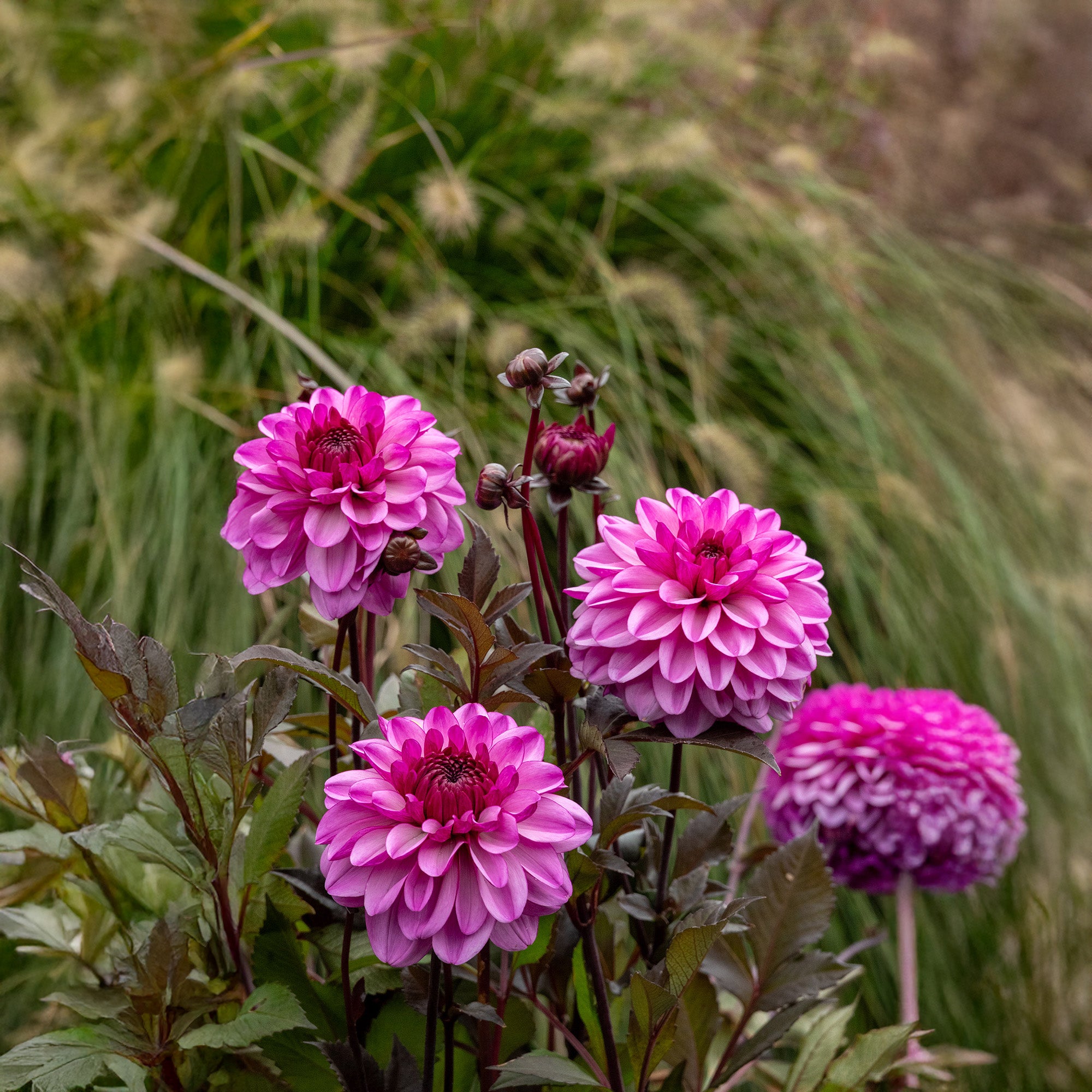 Dahlia Dark Crystal (1 Bulb)