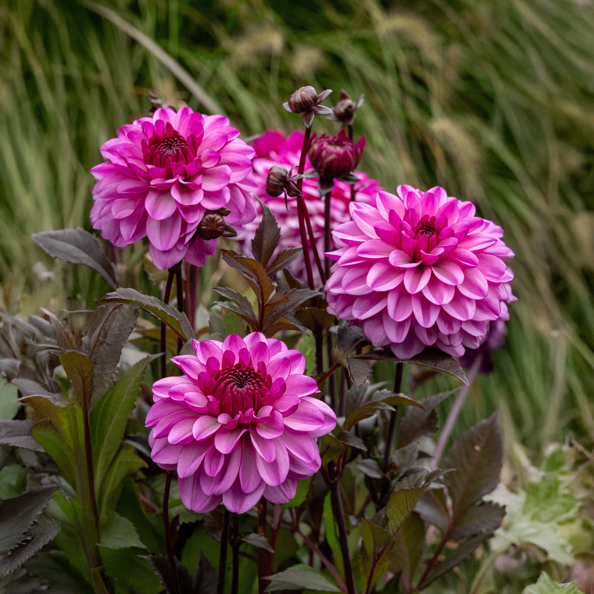 Dahlia Dark Crystal (1 Bulb)