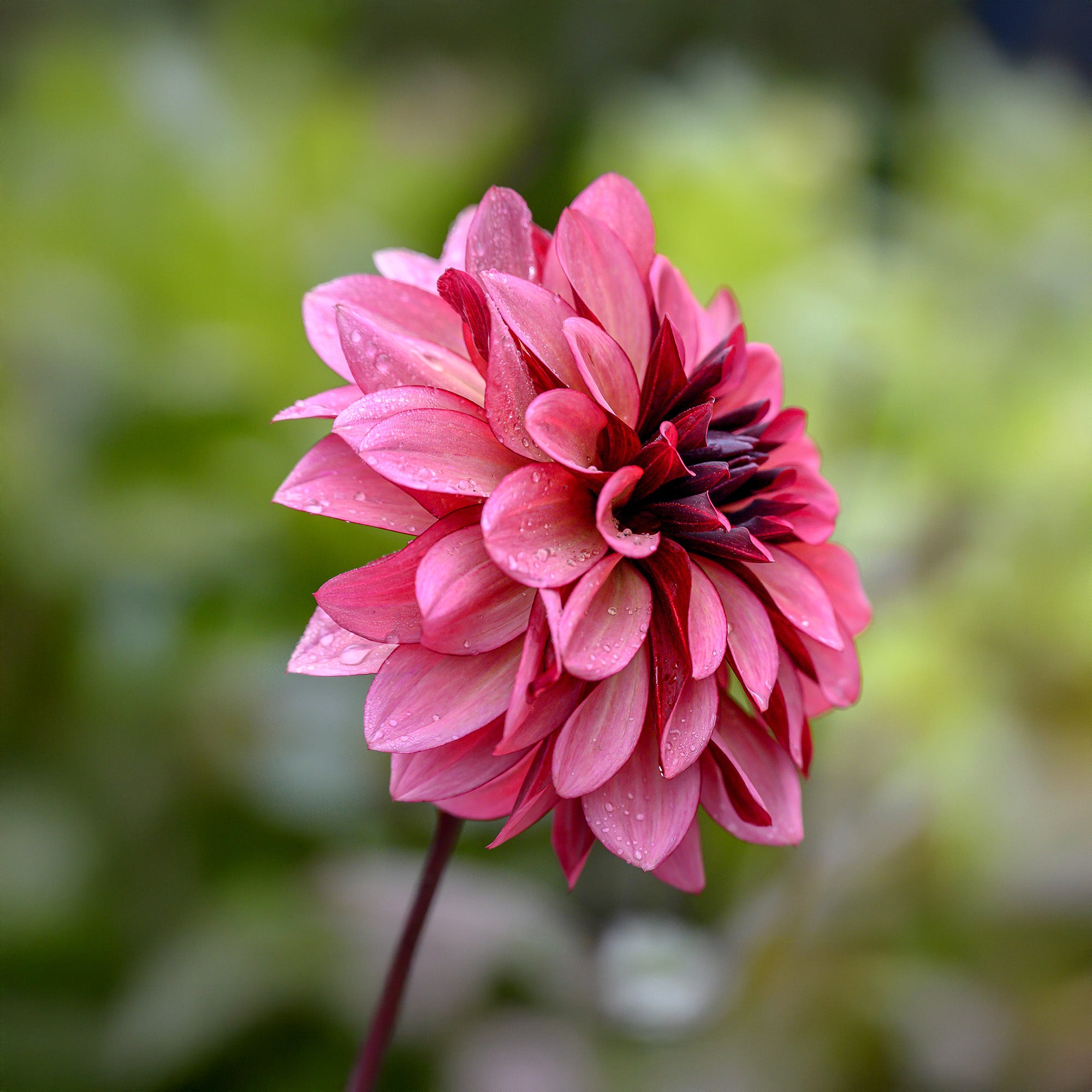 Dahlia Night Silence (1 Bulb)