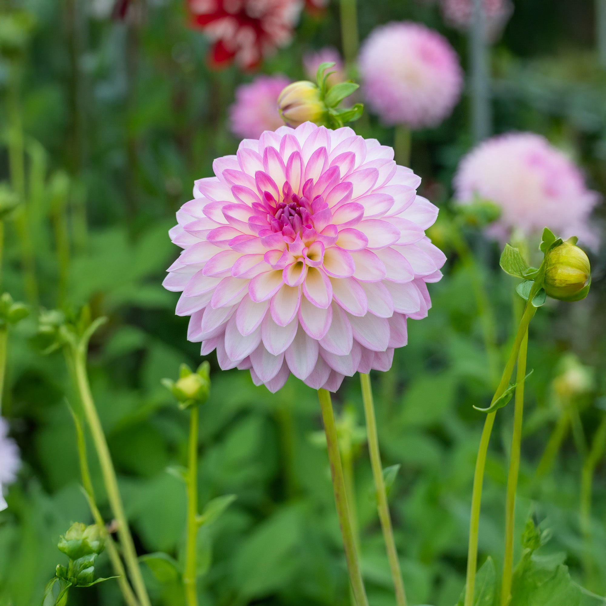 Dahlia Arbatax (1 Bulb)