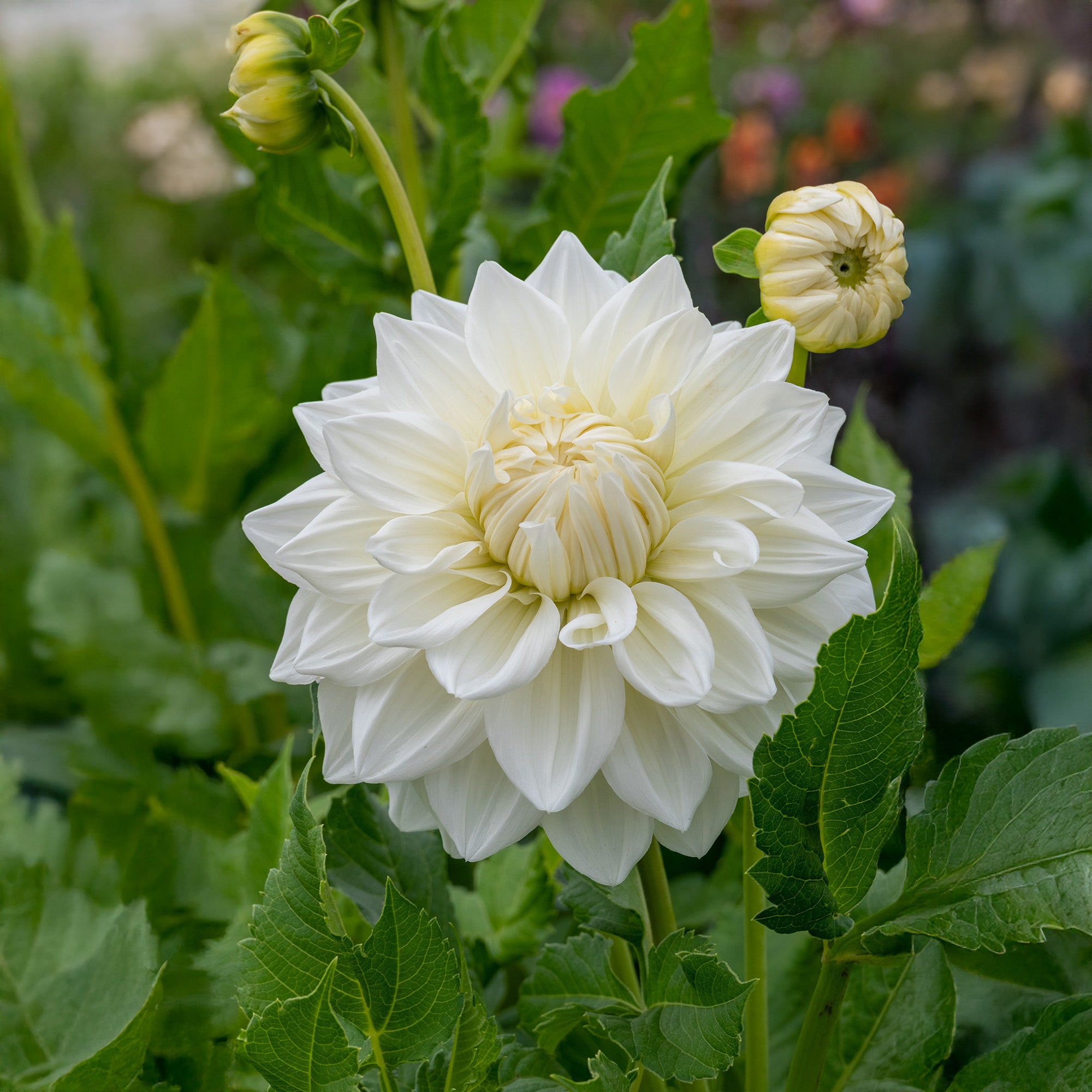Dahlia Bull's Pride (1 Bulb)