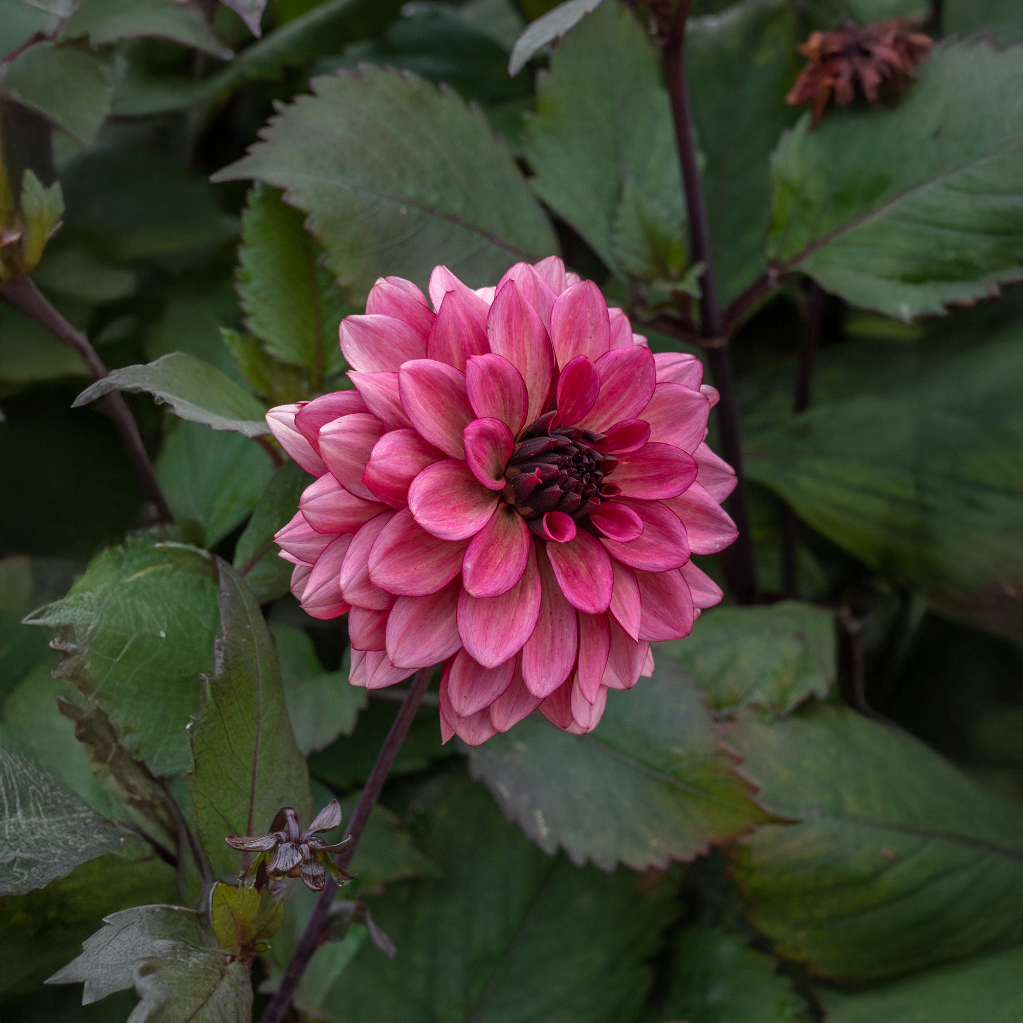 Dahlia Night Silence (1 Bulb)