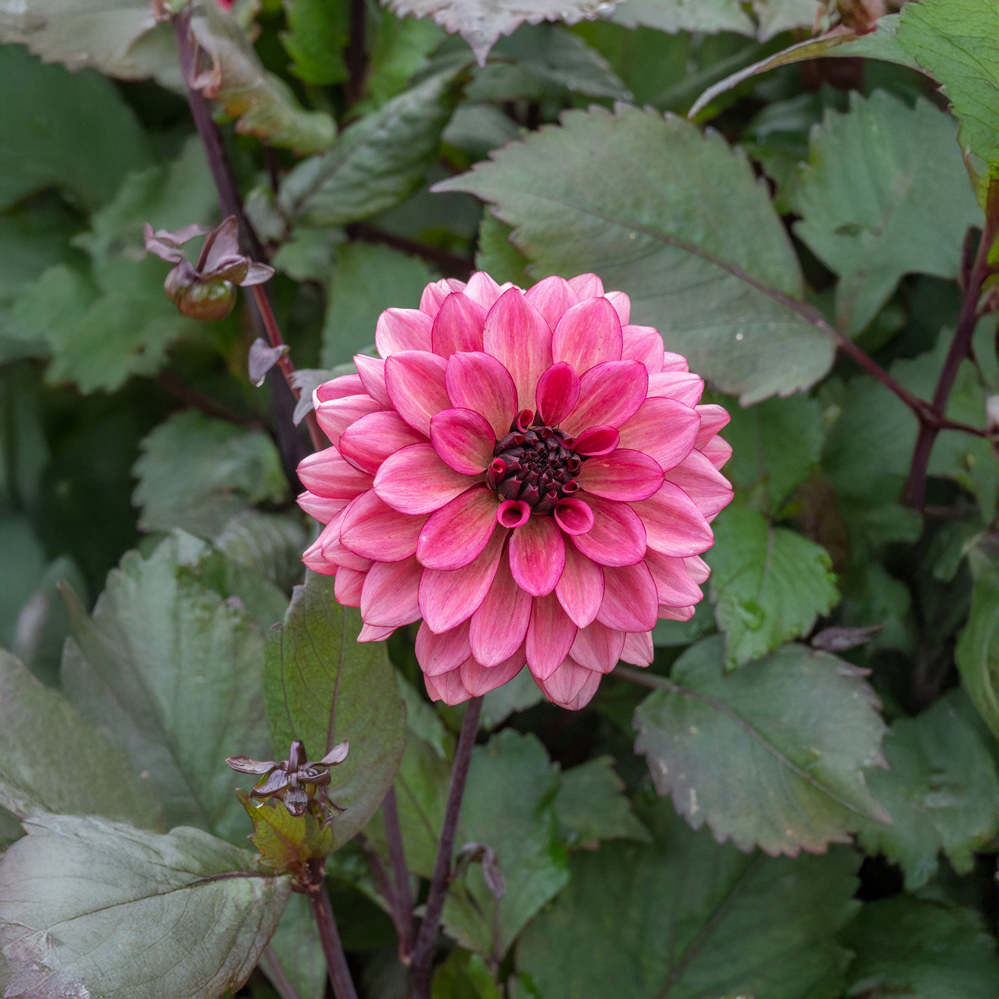 Dahlia Night Silence (1 Bulb)