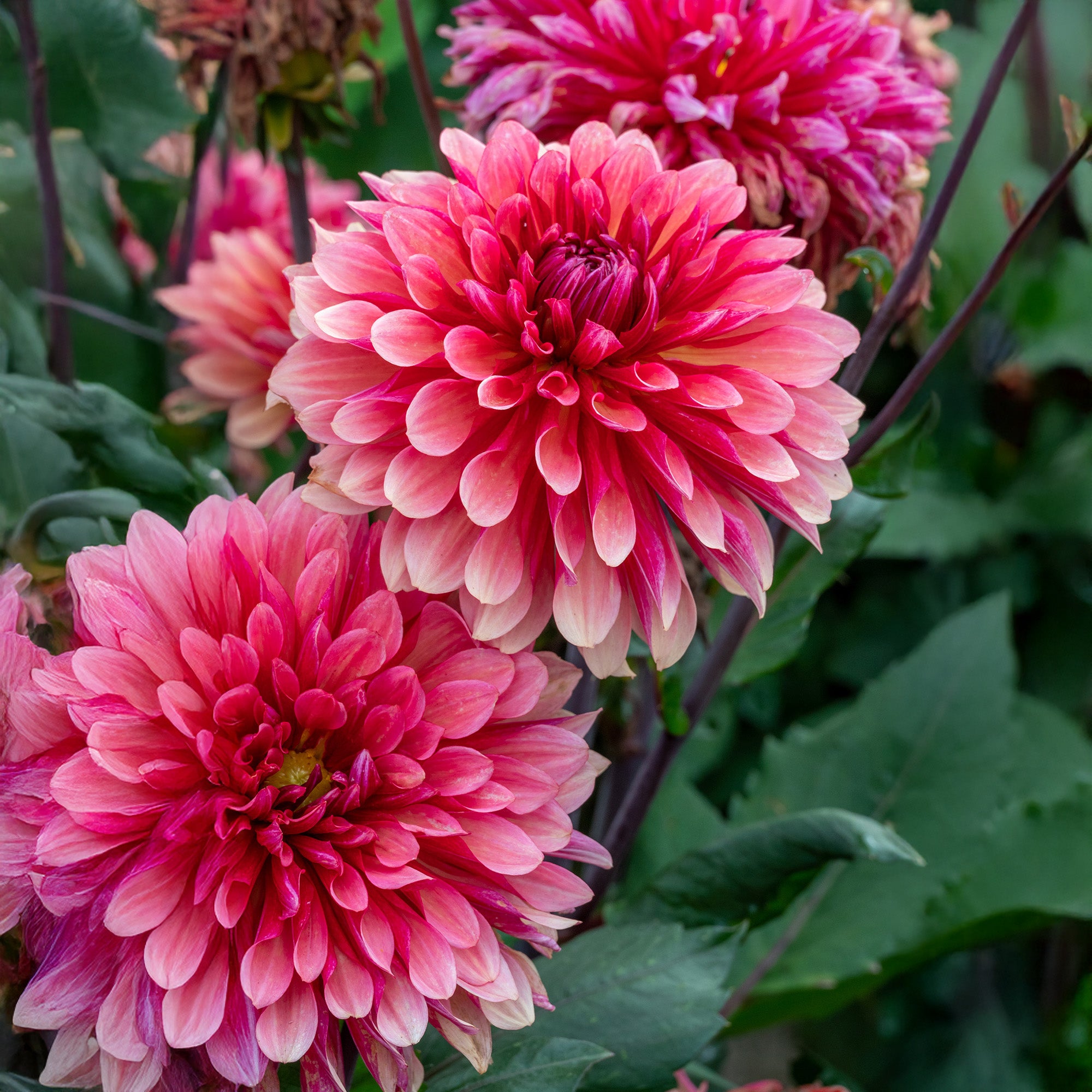 Dahlia Missis Dutch (1 Bulb)