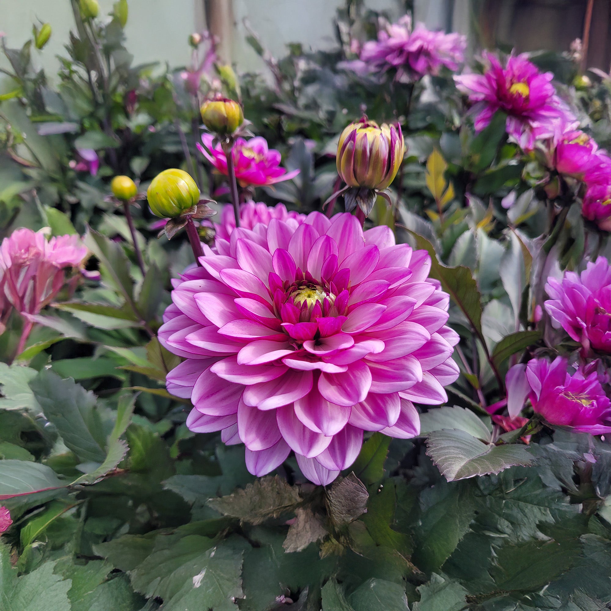 Dahlia Dark Crystal (1 Bulb)