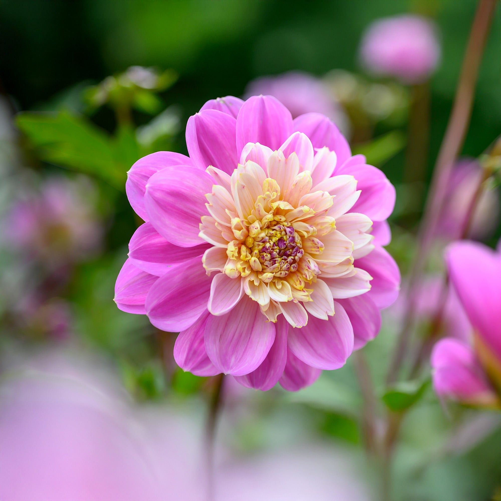 Dahlia Take Off (1 Bulb)
