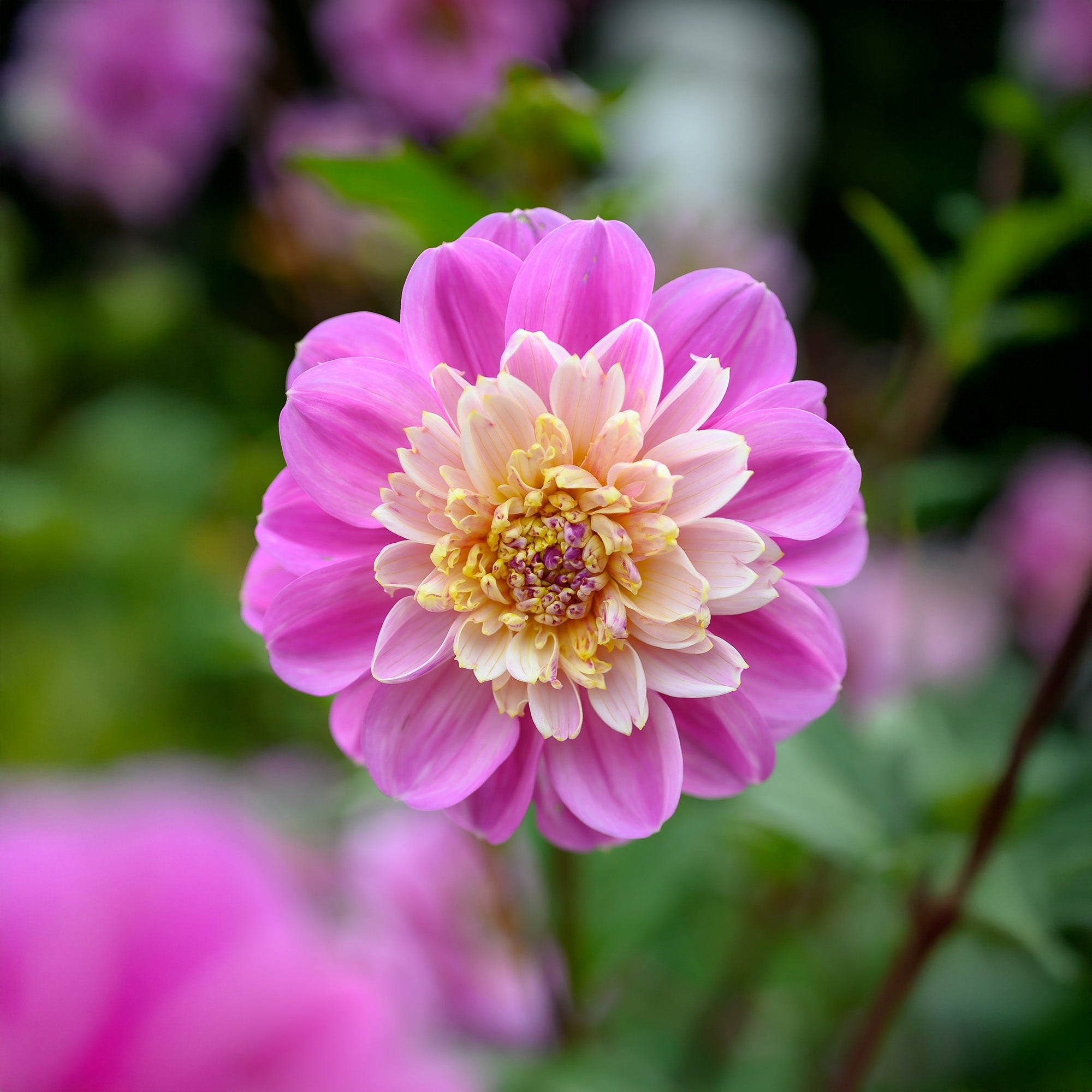 Dahlia Take Off (1 Bulb)