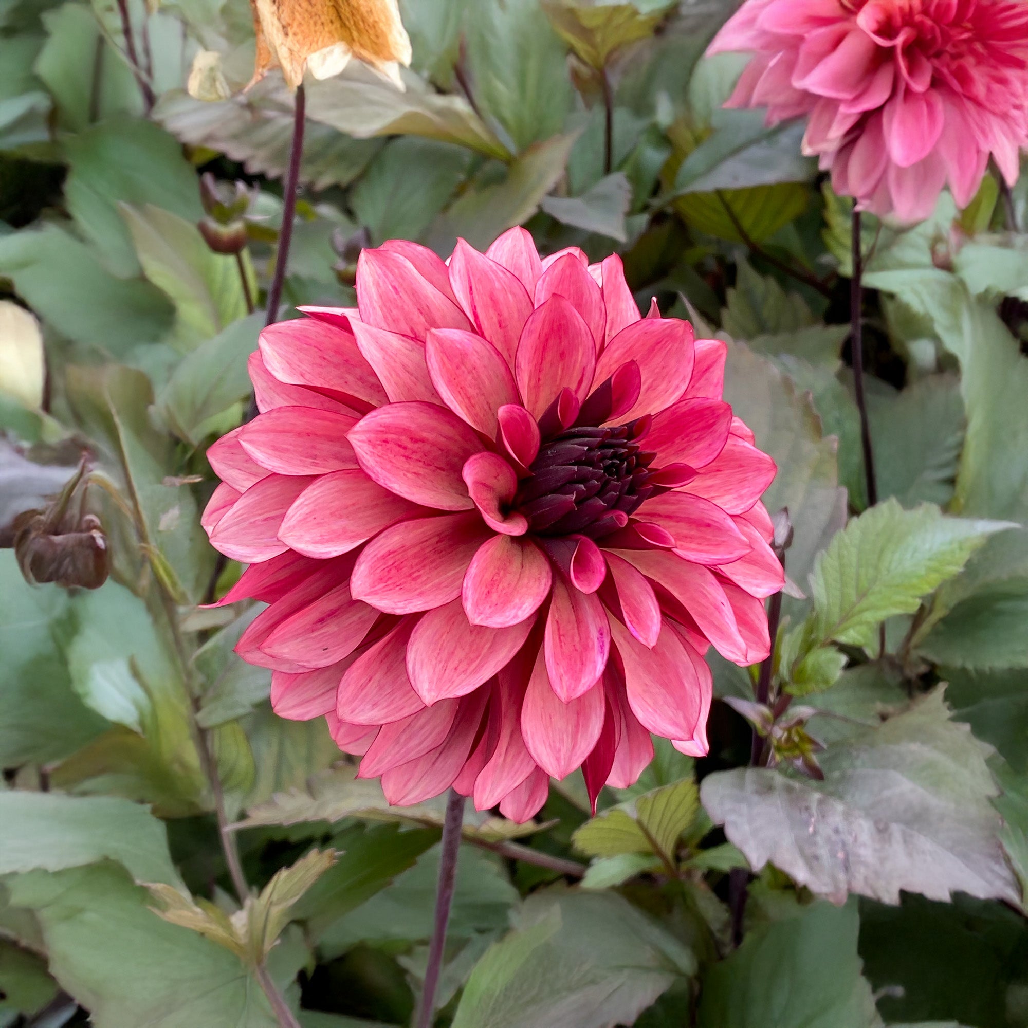 Dahlia Night Silence (1 Bulb)