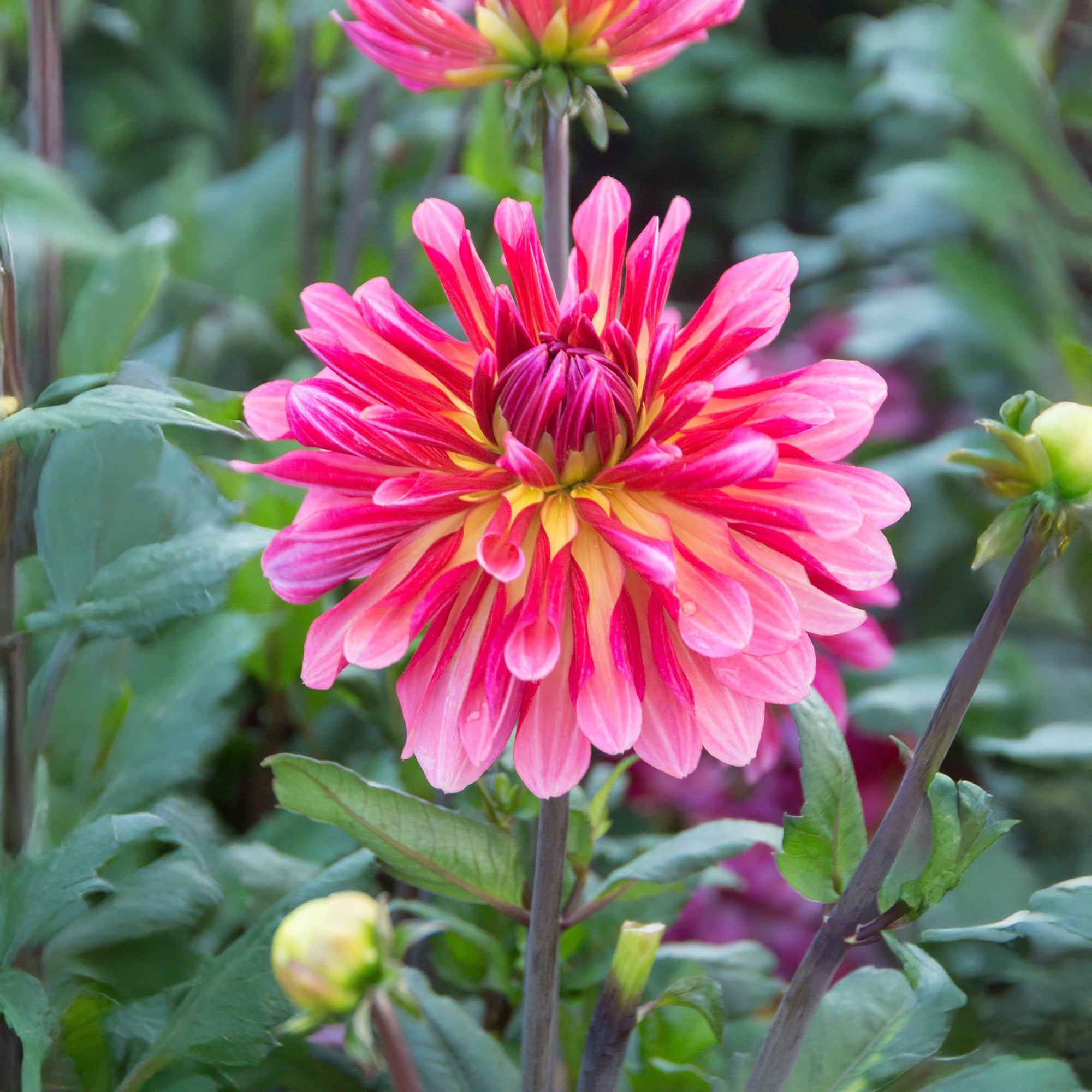 Dahlia Missis Dutch (1 Bulb)