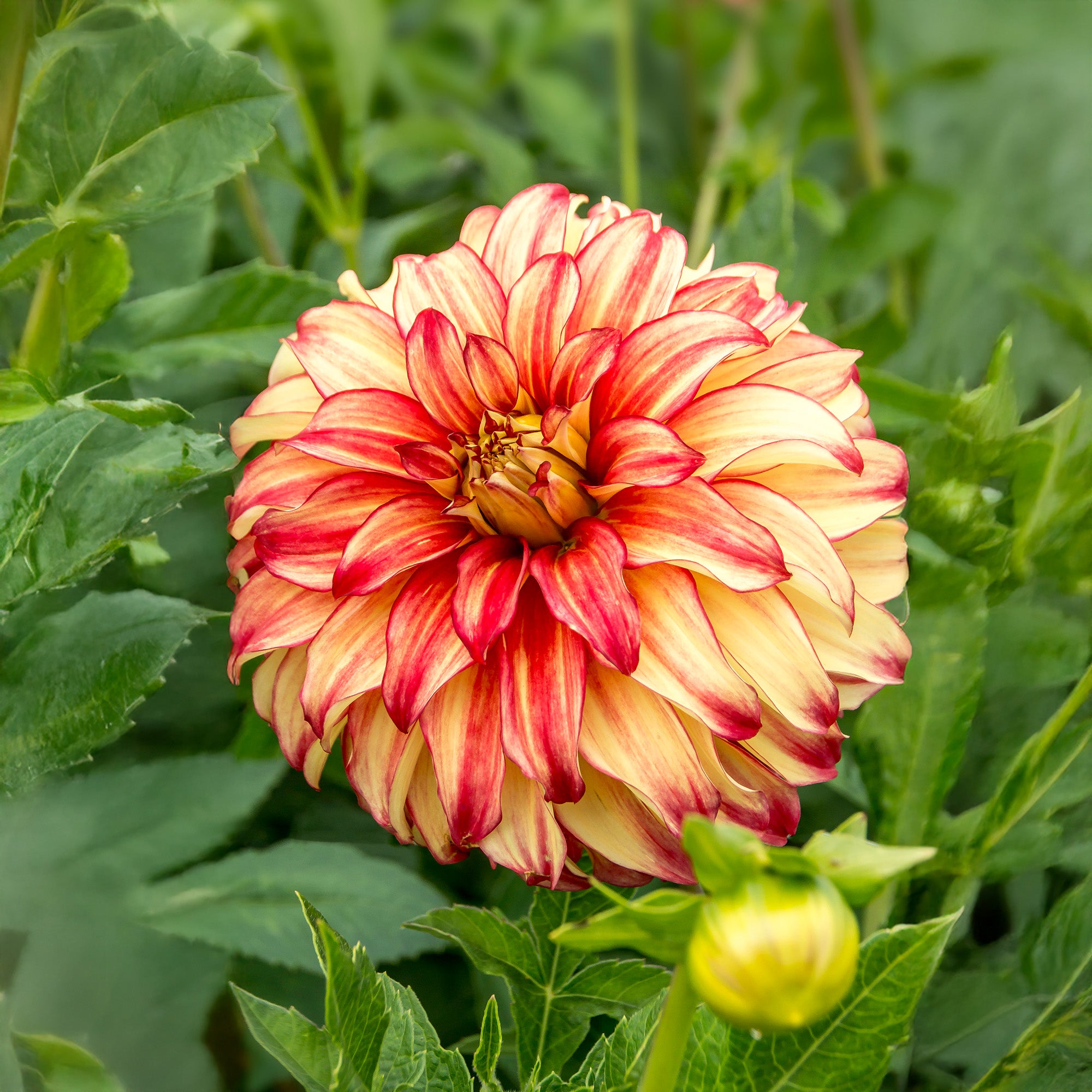 Dahlia Lady Darlene (2 Bulbs)