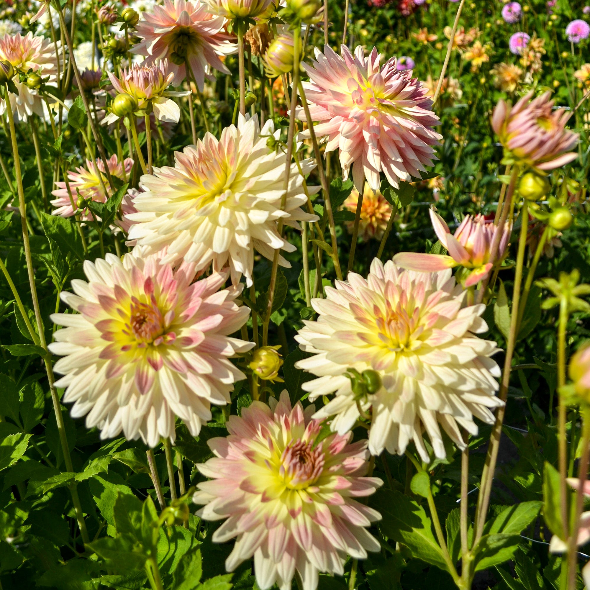 Dahlia Tropical Sunset (2 Bulbs)