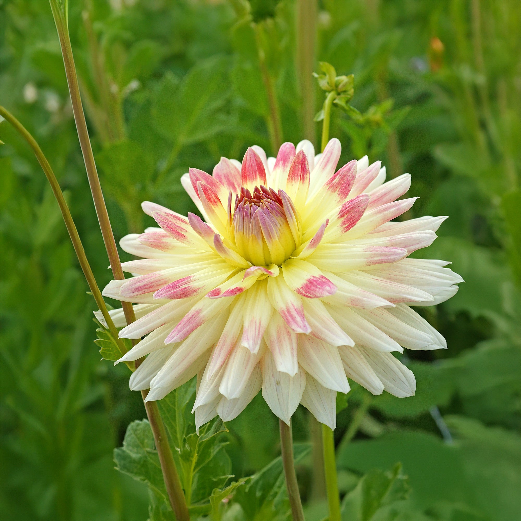 Dahlia Tropical Sunset (2 Bulbs)