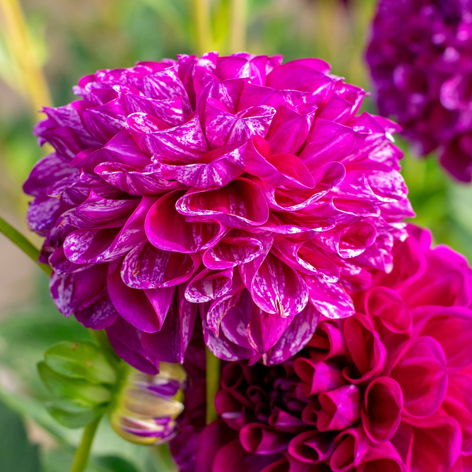 Dahlia Pompon Marble Ball (1 Bulb)