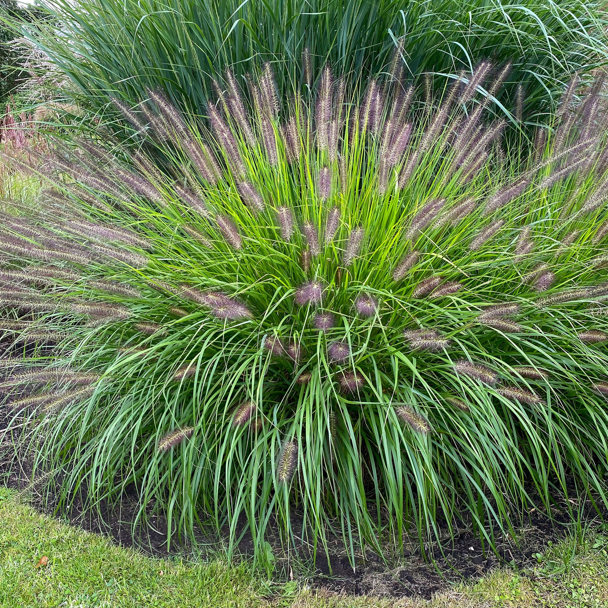 Pennisetum Alopecuroides Hameln (1 Bulb)