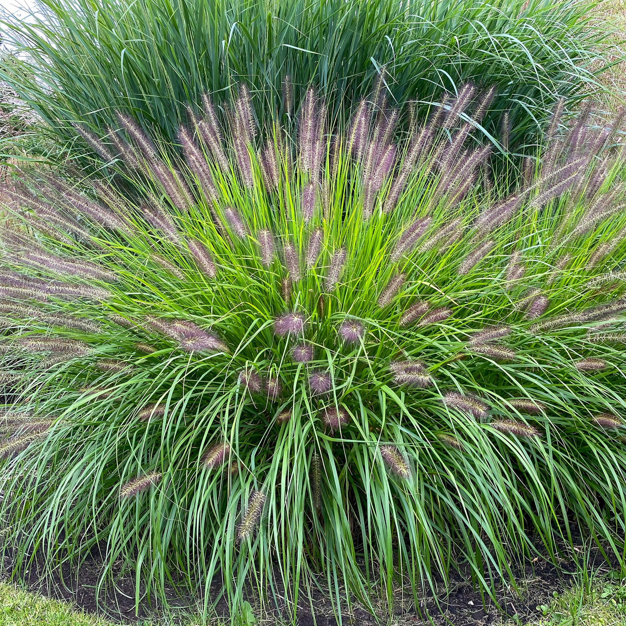 Pennisetum Alopecuroides Hameln (1 Bulb)