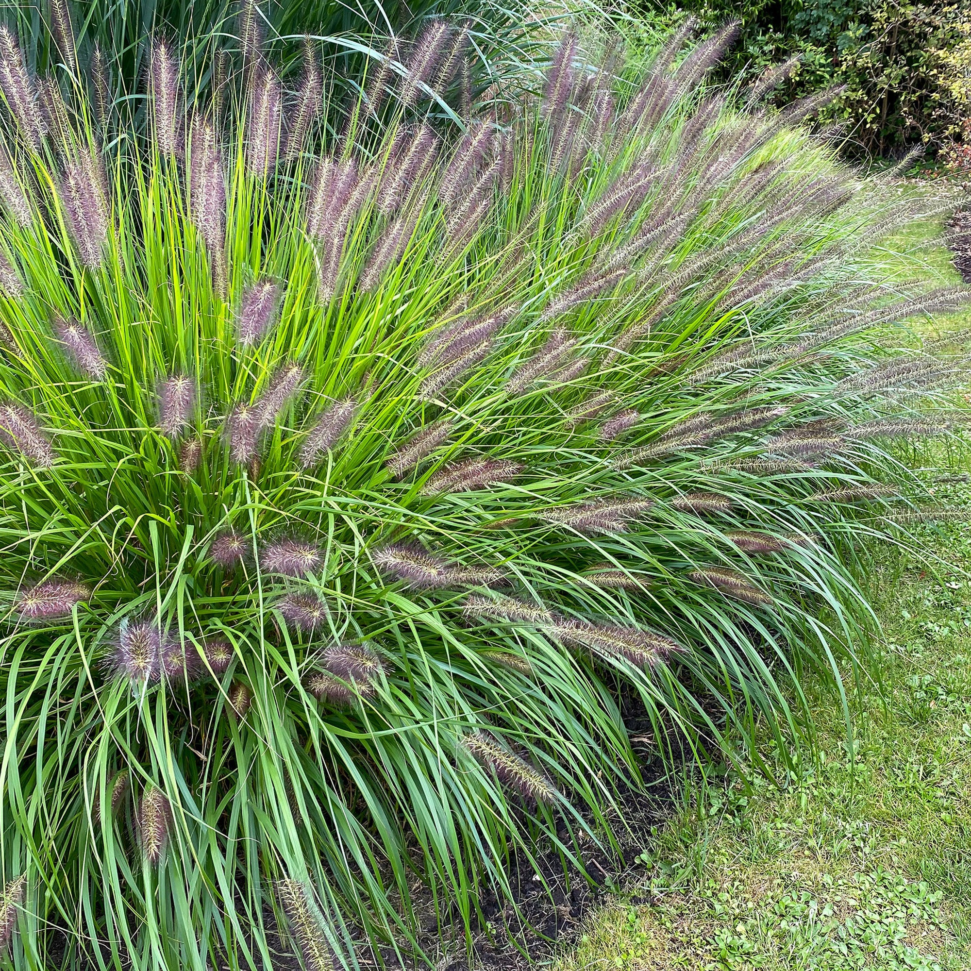 Pennisetum Alopecuroides Hameln (1 Bulb)