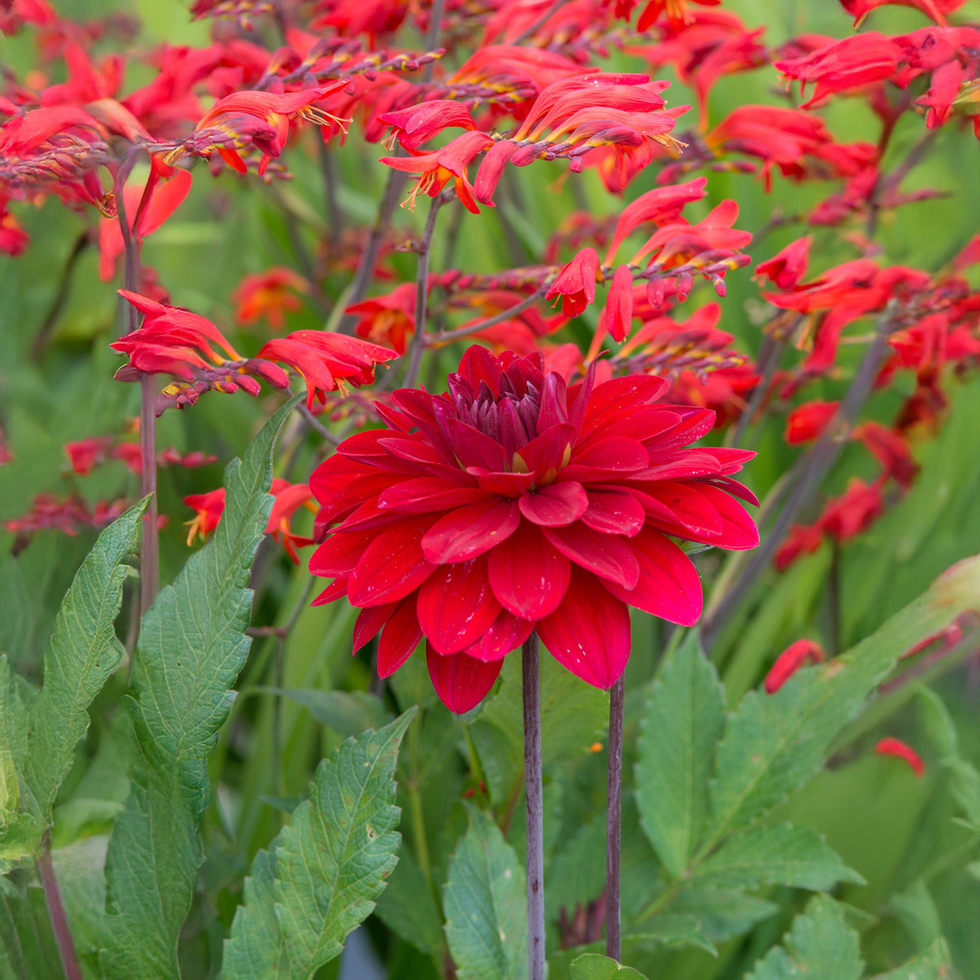Dahlia Border Mix (3 Bulbs)