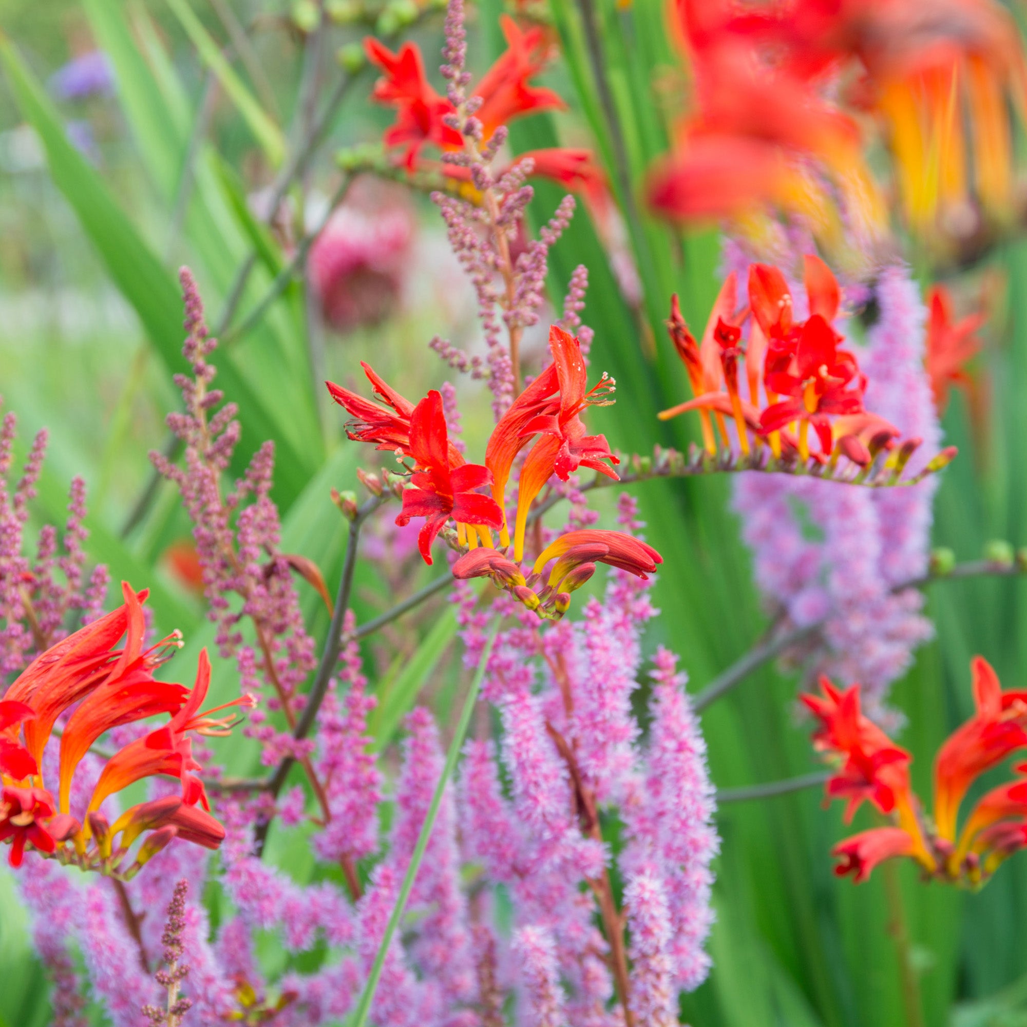 Crocosmia lucifer (15 Bulbs)