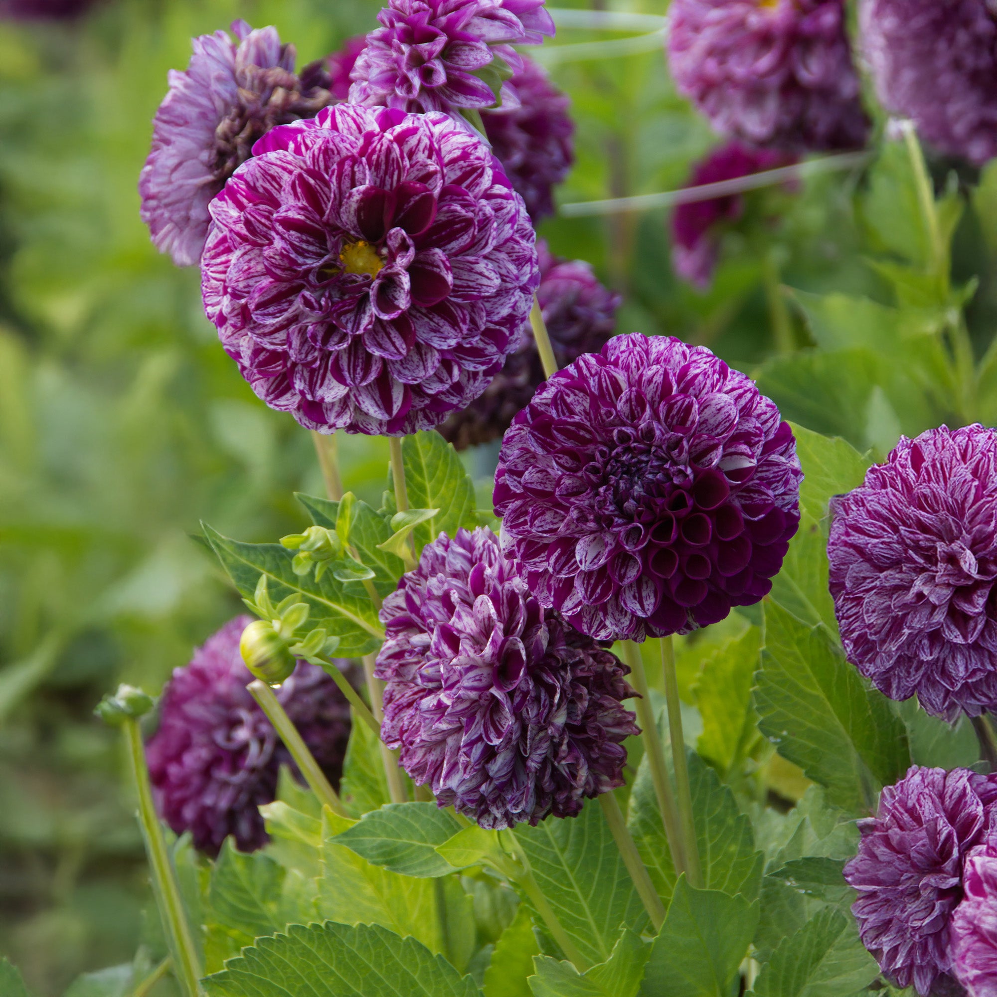 Dahlia Pompon Marble Ball (1 Bulb)