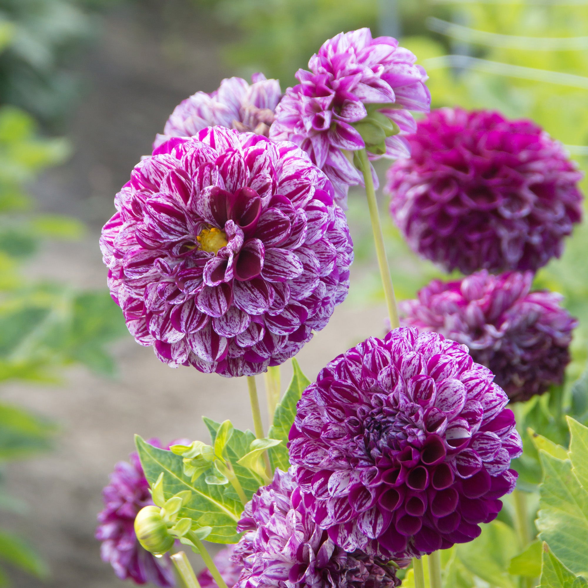 Dahlia Pompon Marble Ball (1 Bulb)