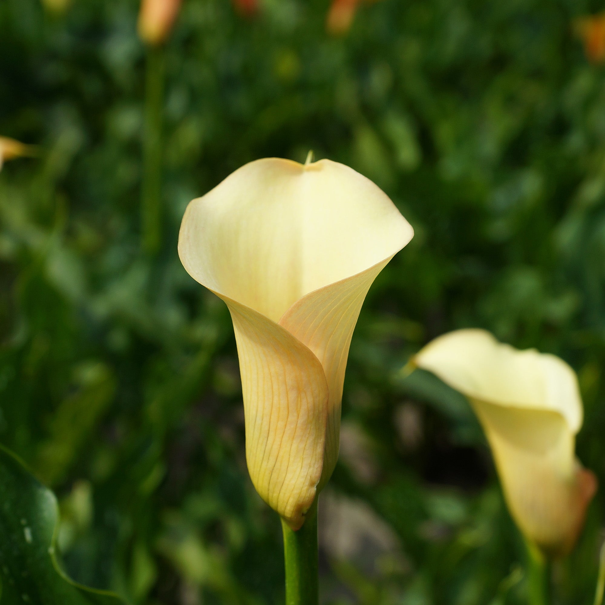 Calla Cameo (2 Bulbs)