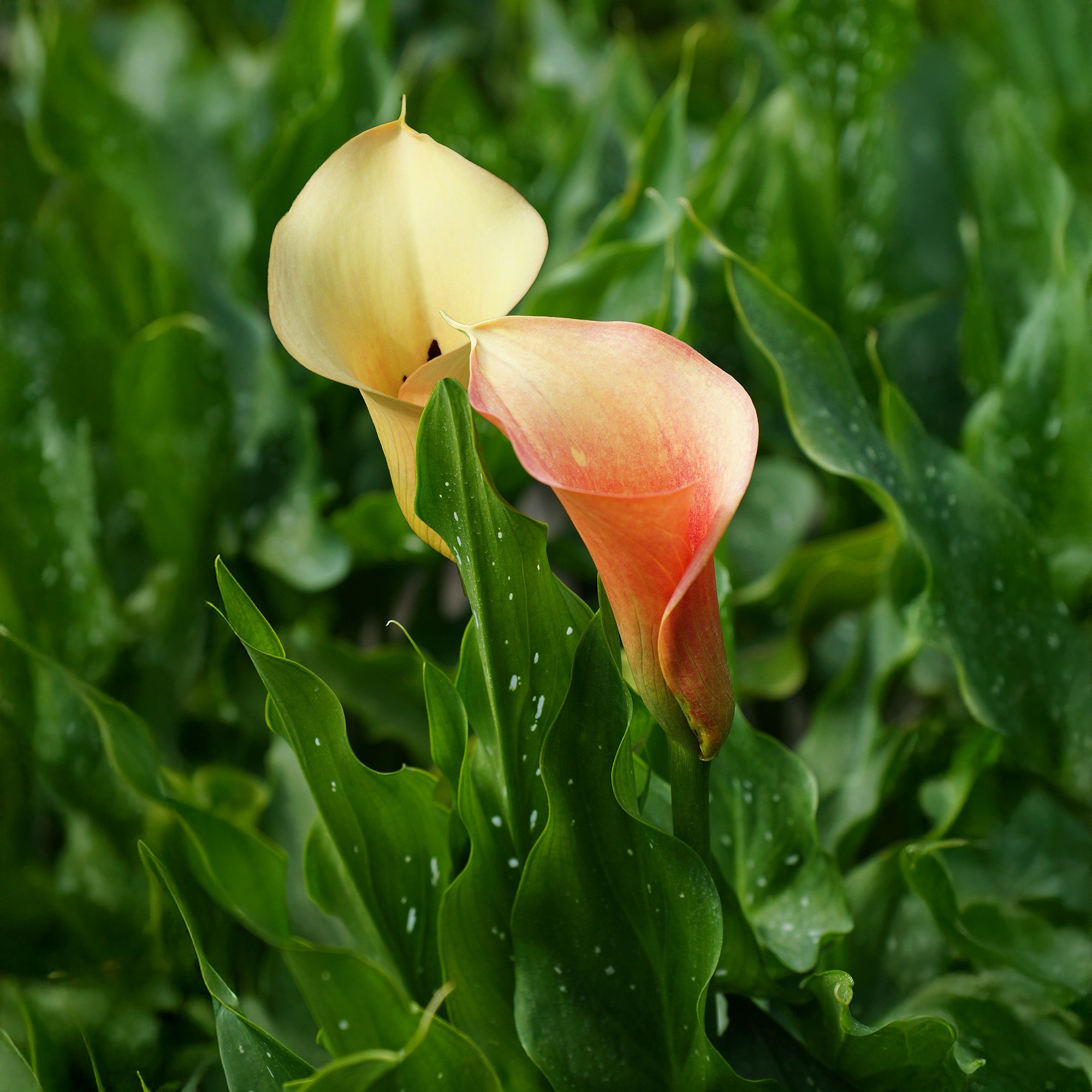 Calla Cameo (2 Bulbs)