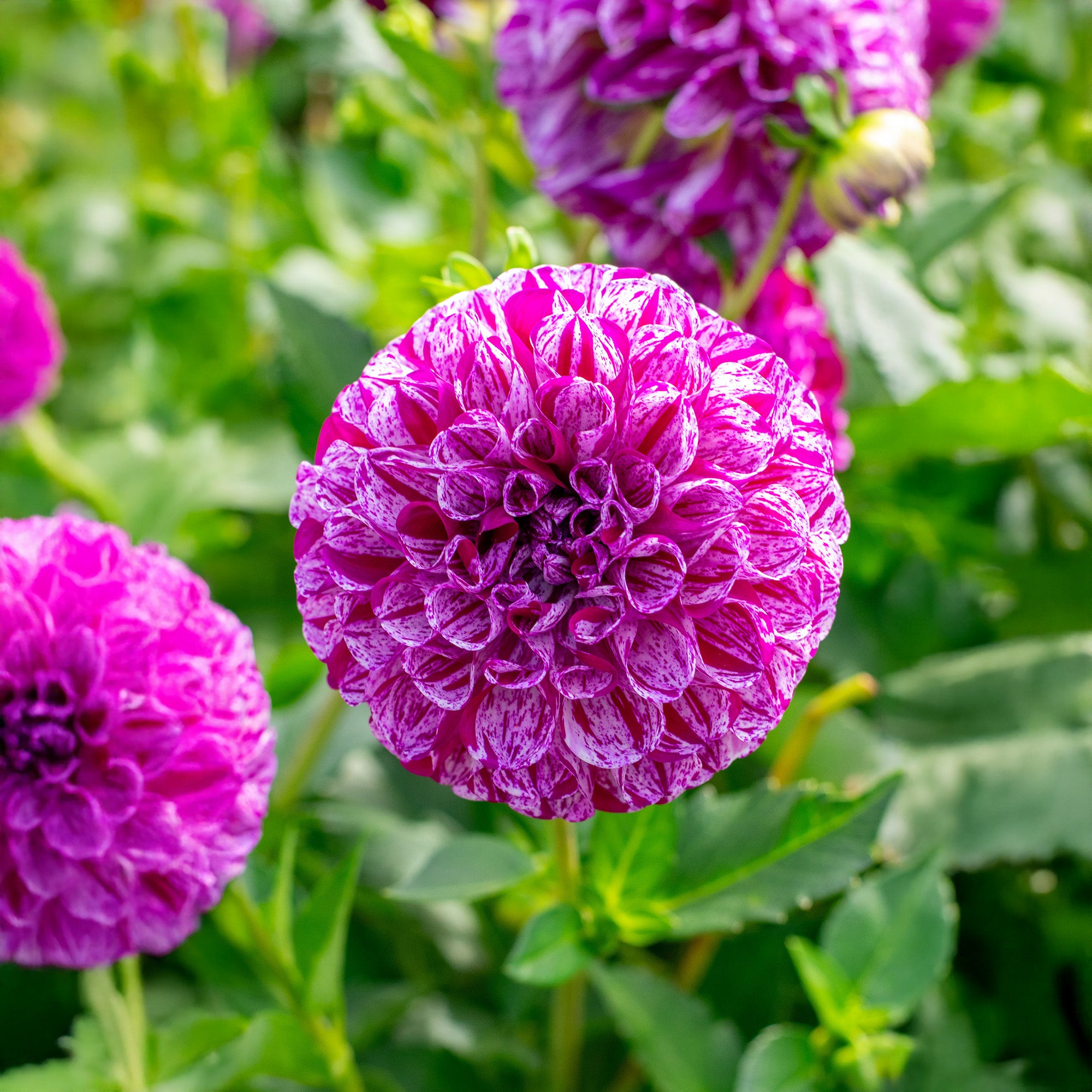 Dahlia Pompon Marble Ball (1 Bulb)