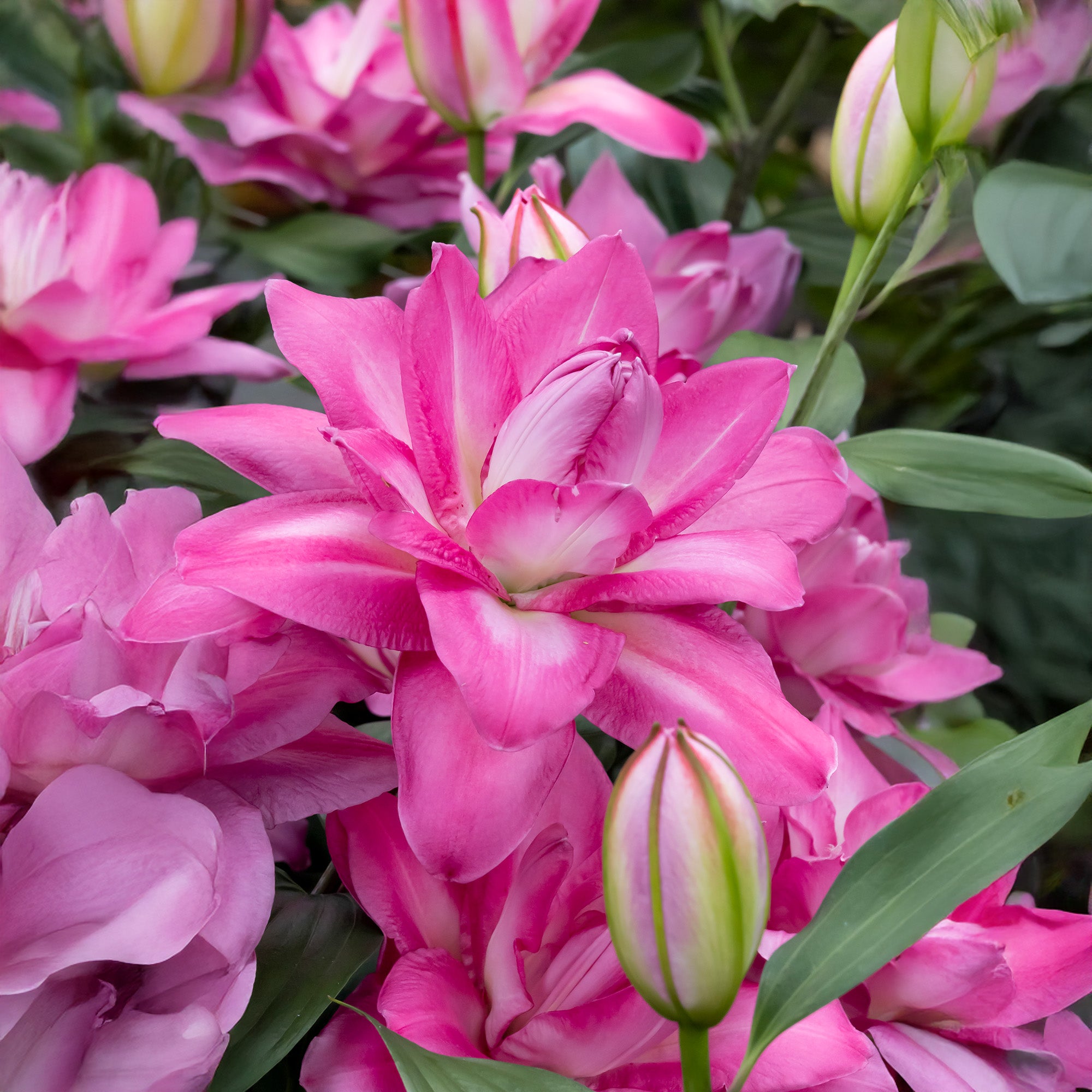 Lilium Lotus Wonder (2 Bulbs)