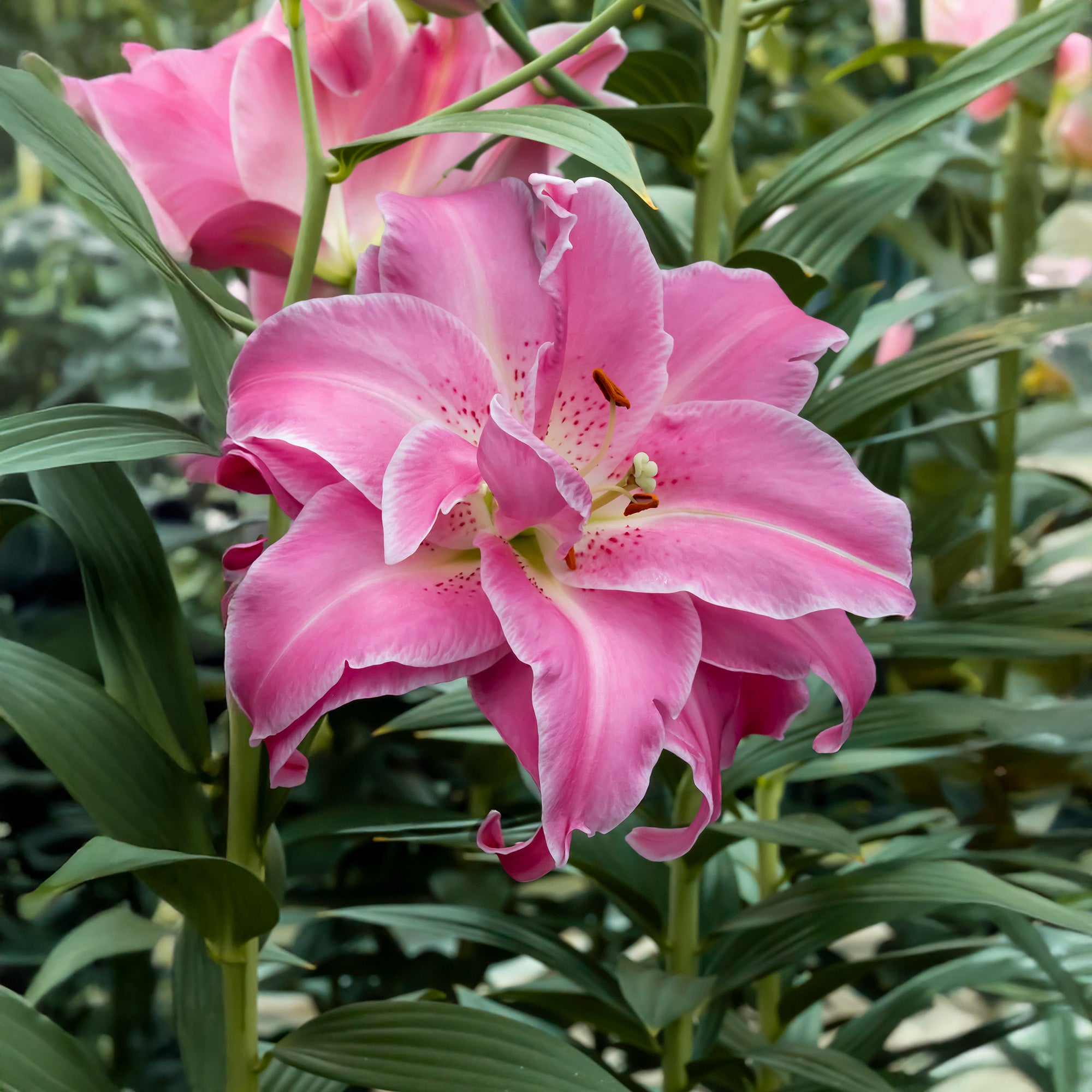 Lilium Lotus Wonder (2 Bulbs)