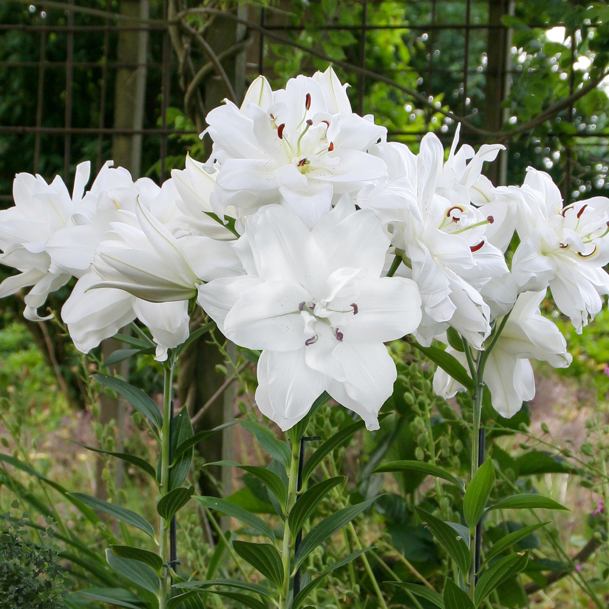 Lilium Lotus Pure (2 Bulbs)