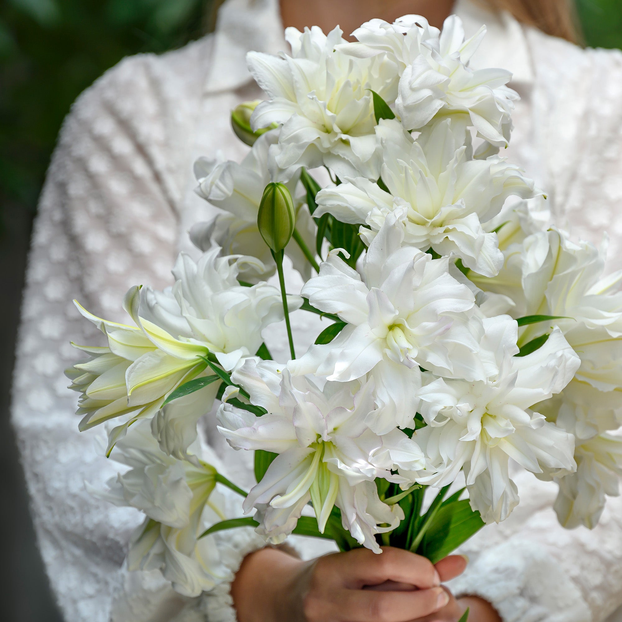 Lilium Lotus Pure (2 Bulbs)