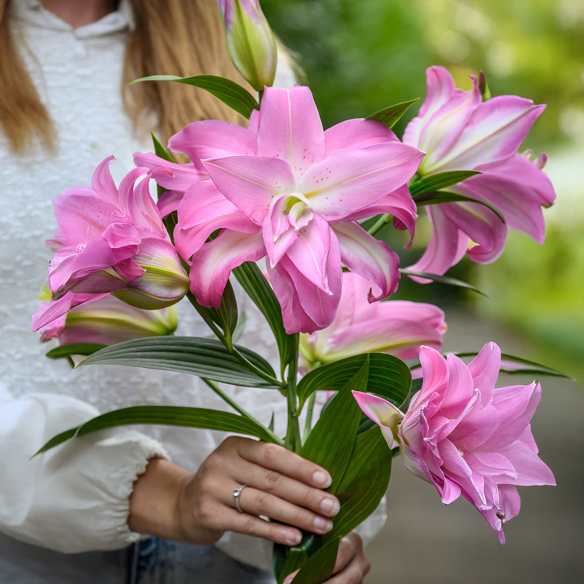 Lilium Lotus Elegance (2 Bulbs)