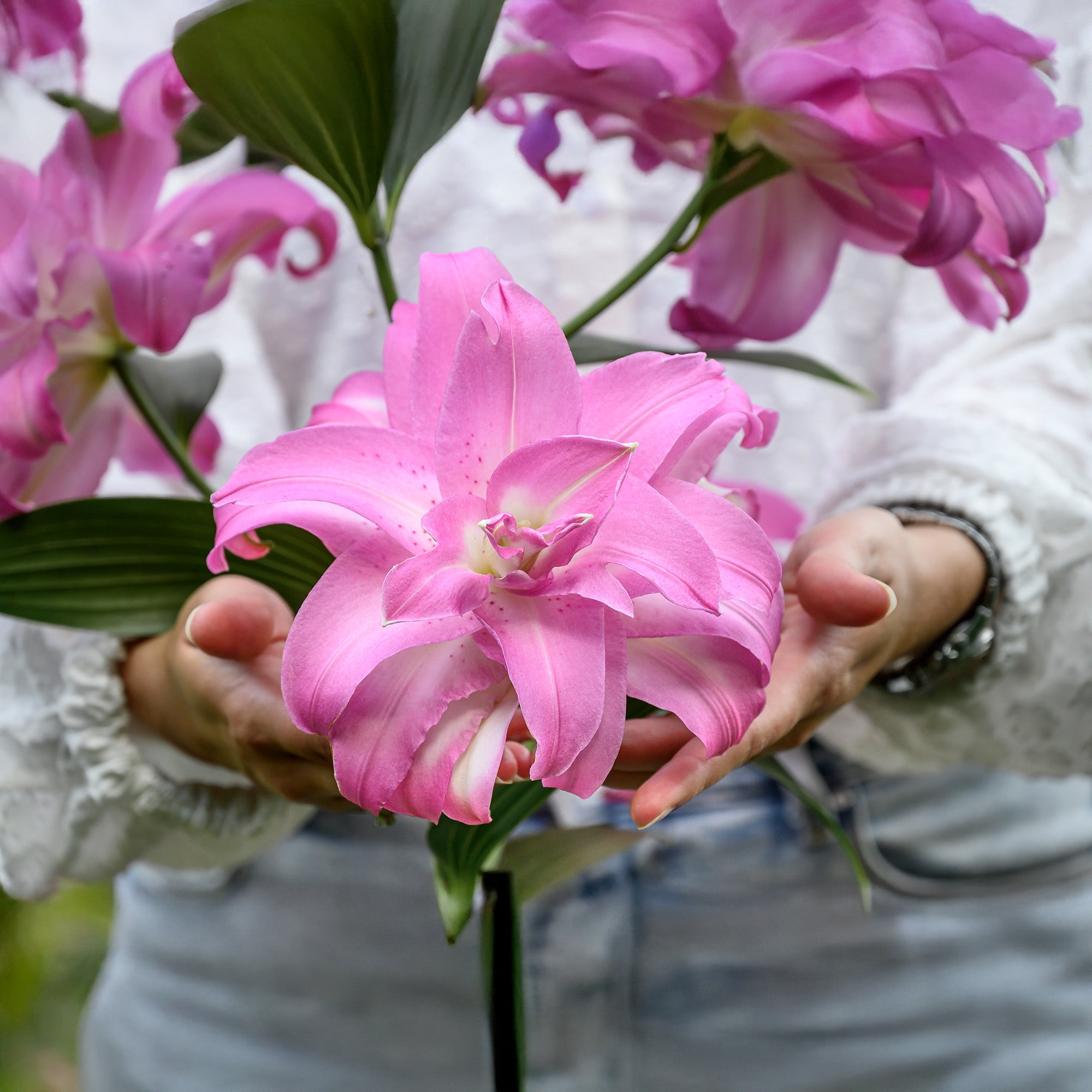 Lilium Lotus Elegance (2 Bulbs)