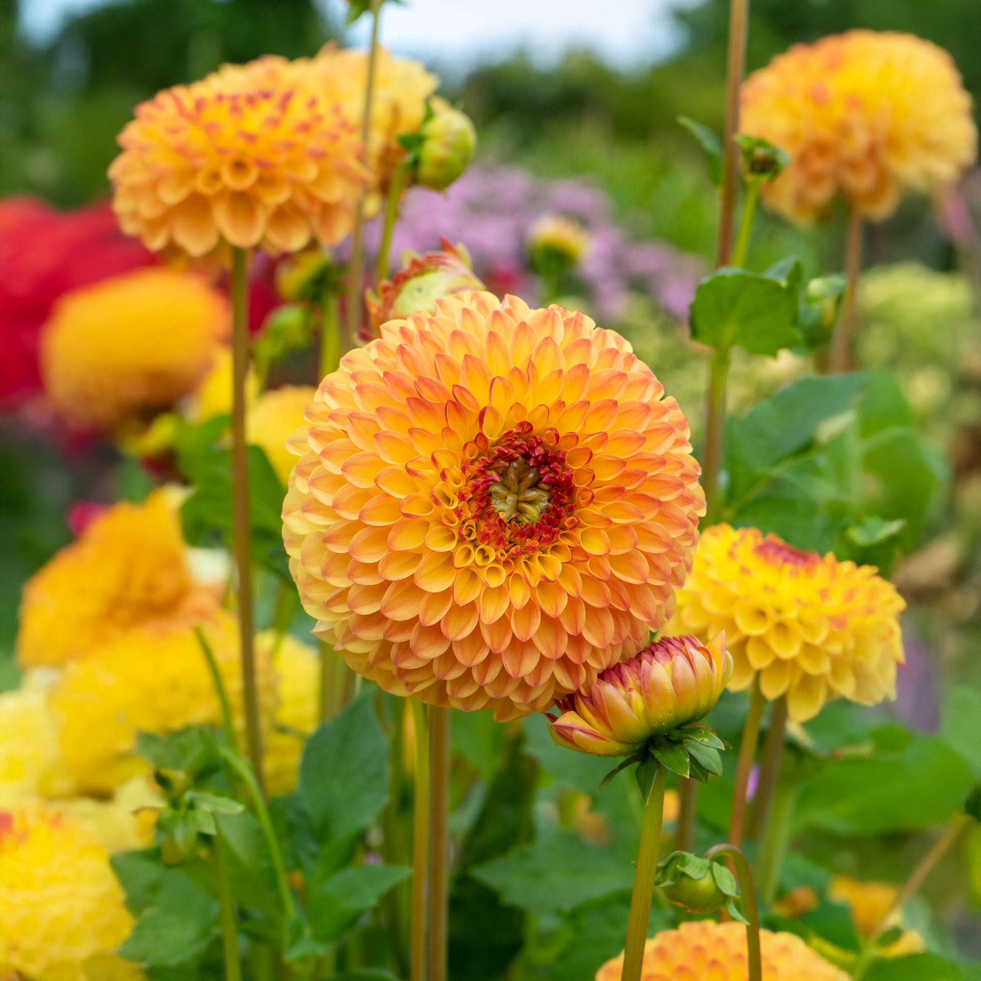 Dahlia Pompon Sunny Boy (1 Bulb)