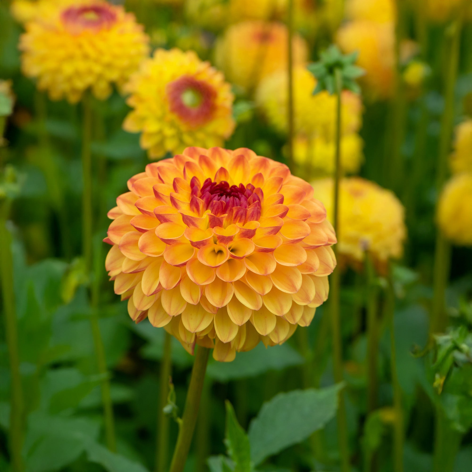 Dahlia Pompon Sunny Boy (1 Bulb)