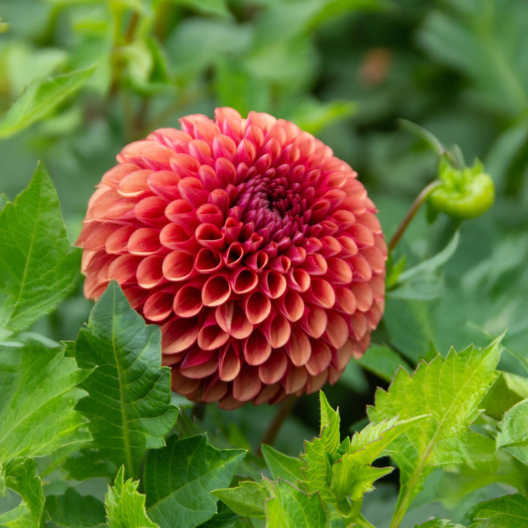 Dahlia Pompon Copper Boy (1 Bulb)