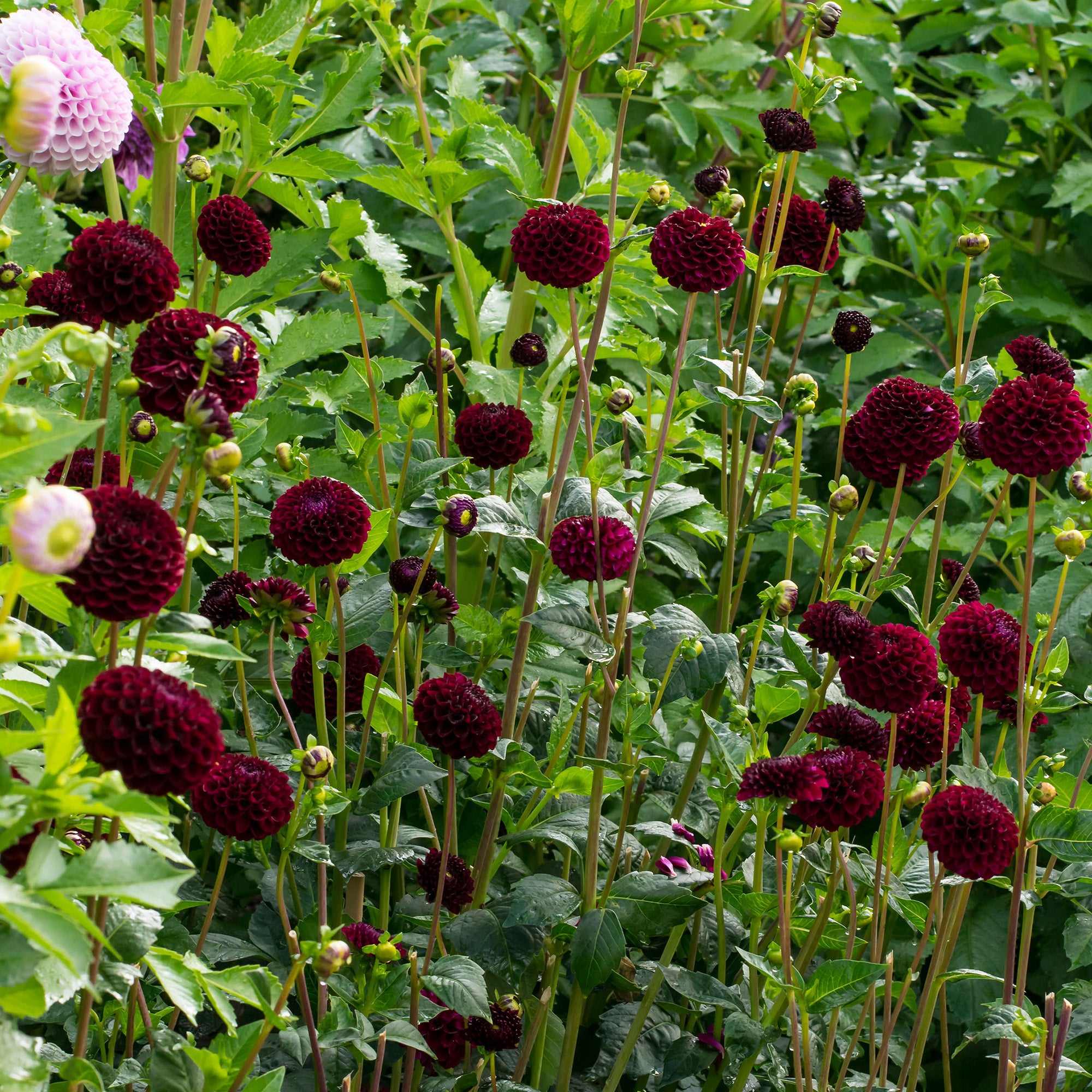 Dahlia Pompon Natal (1 Bulb)