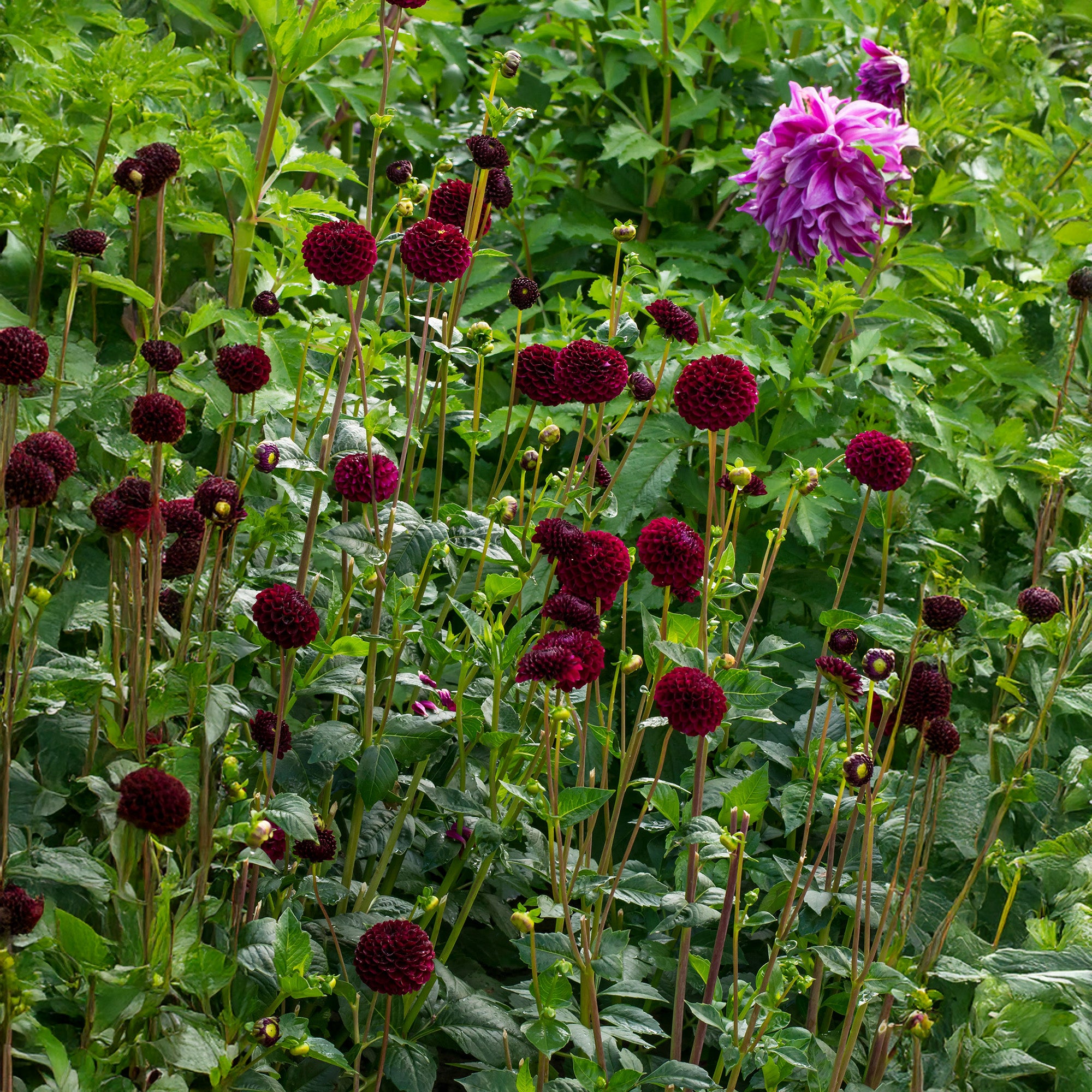 Dahlia Pompon Natal (1 Bulb)