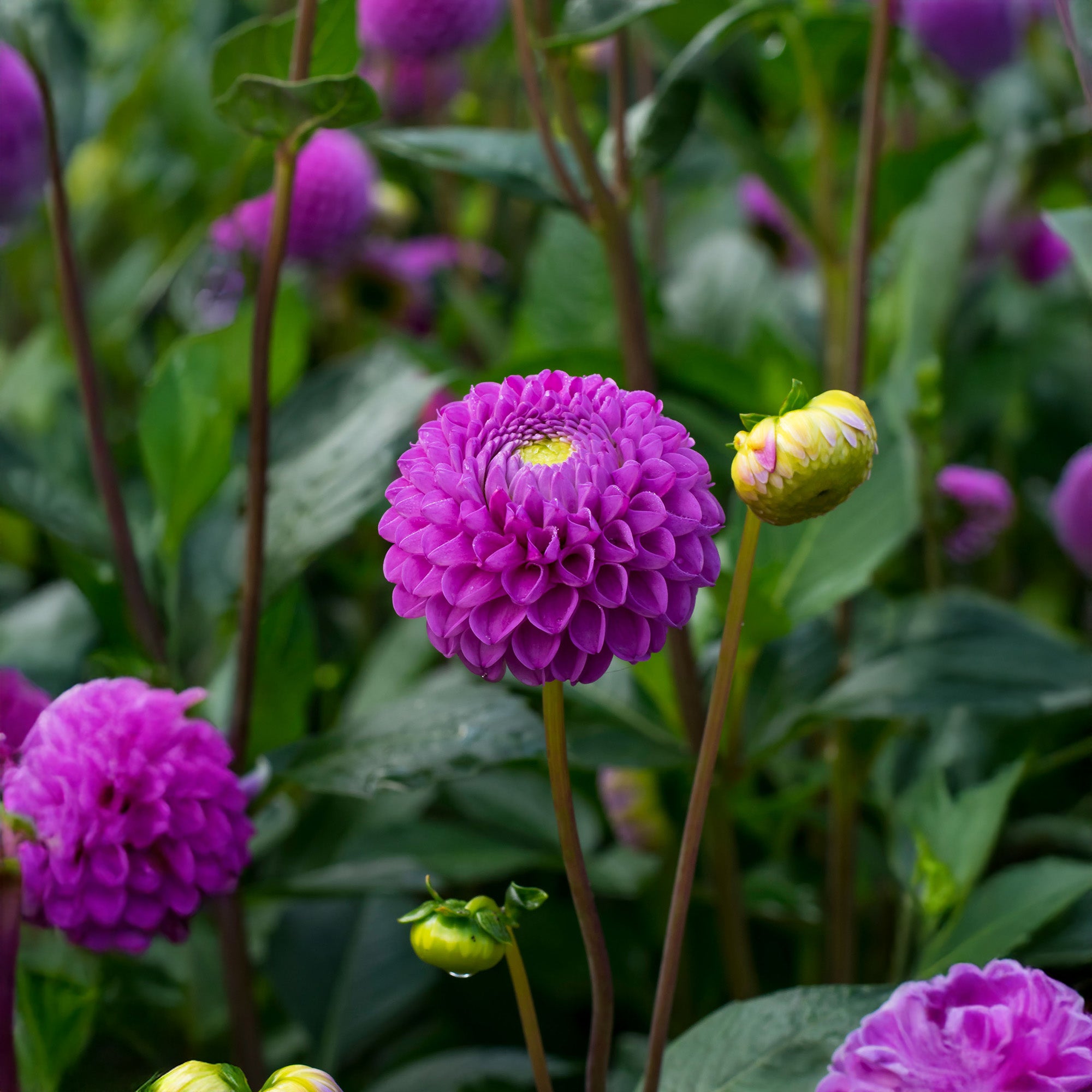 Dahlia Pompon Franz Kafka (1 Bulb)