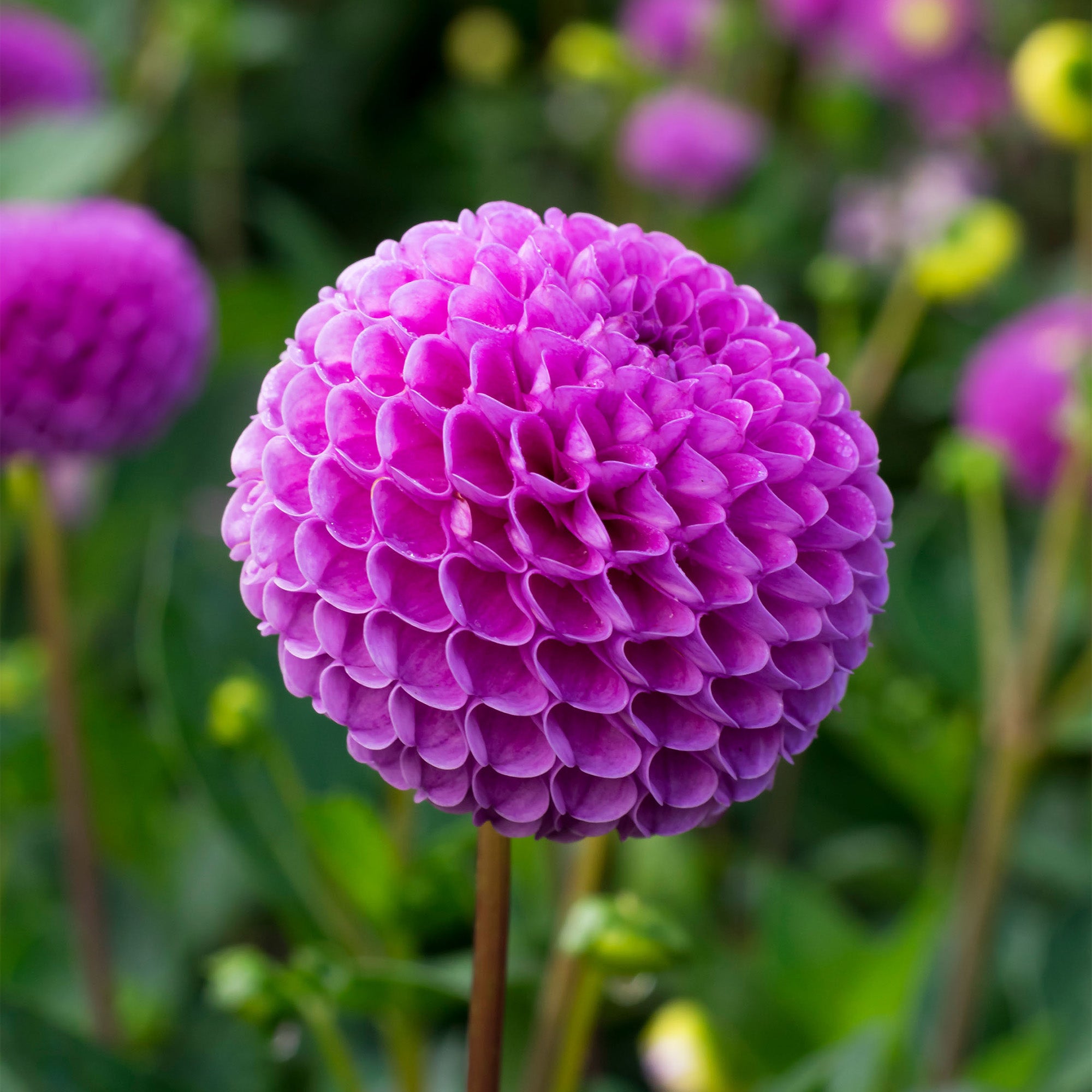 Dahlia Pompon Franz Kafka (1 Bulb)