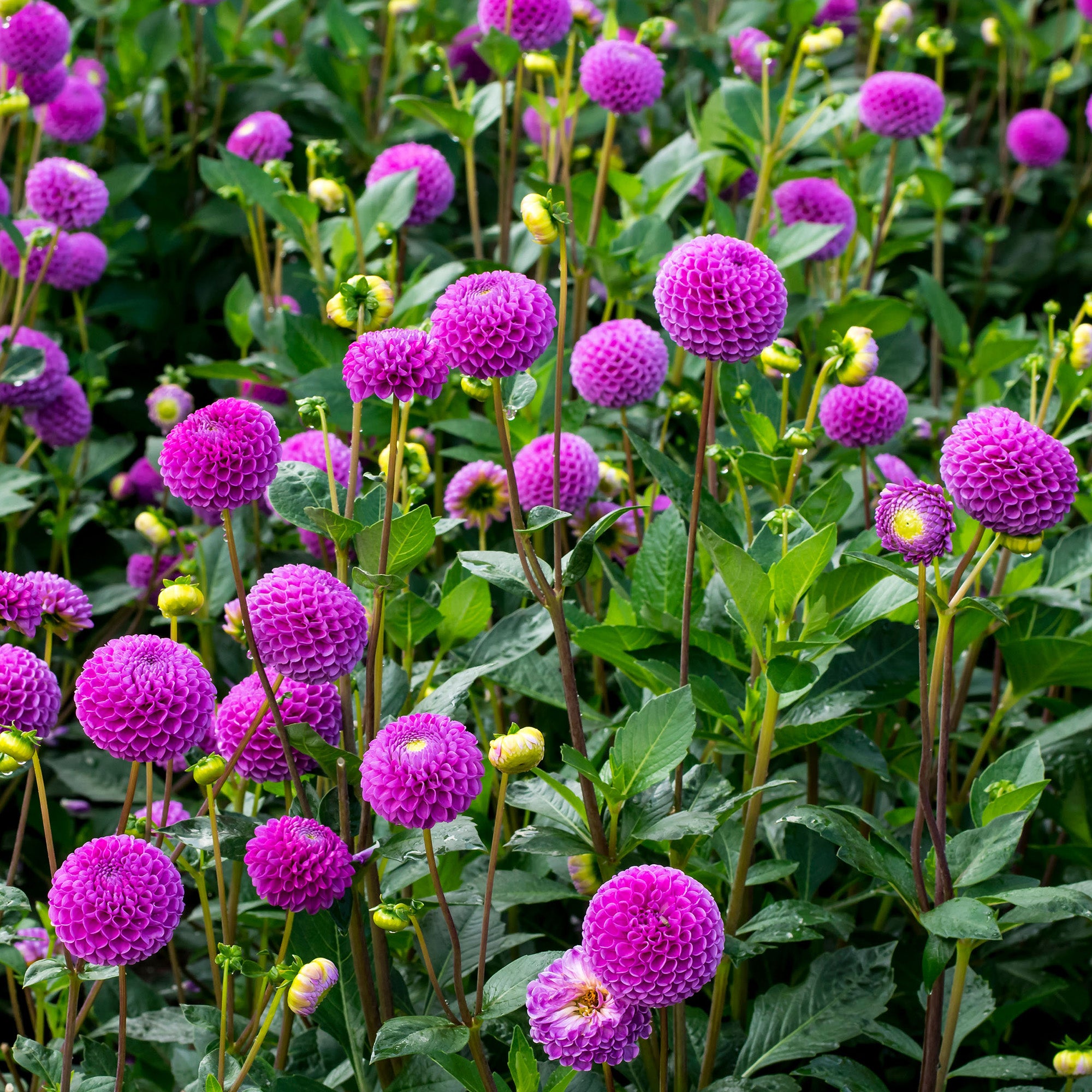 Dahlia Pompon Franz Kafka (1 Bulb)