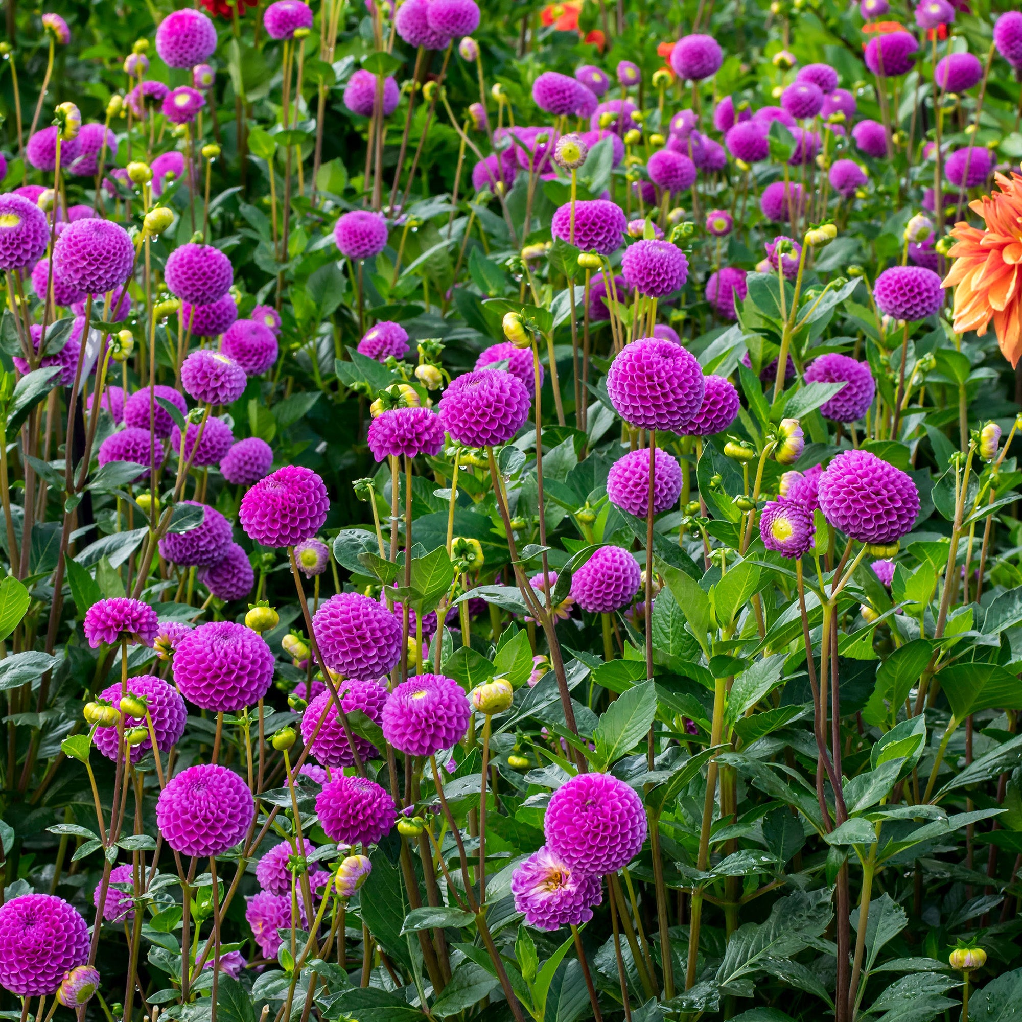 Dahlia Pompon Franz Kafka (1 Bulb)