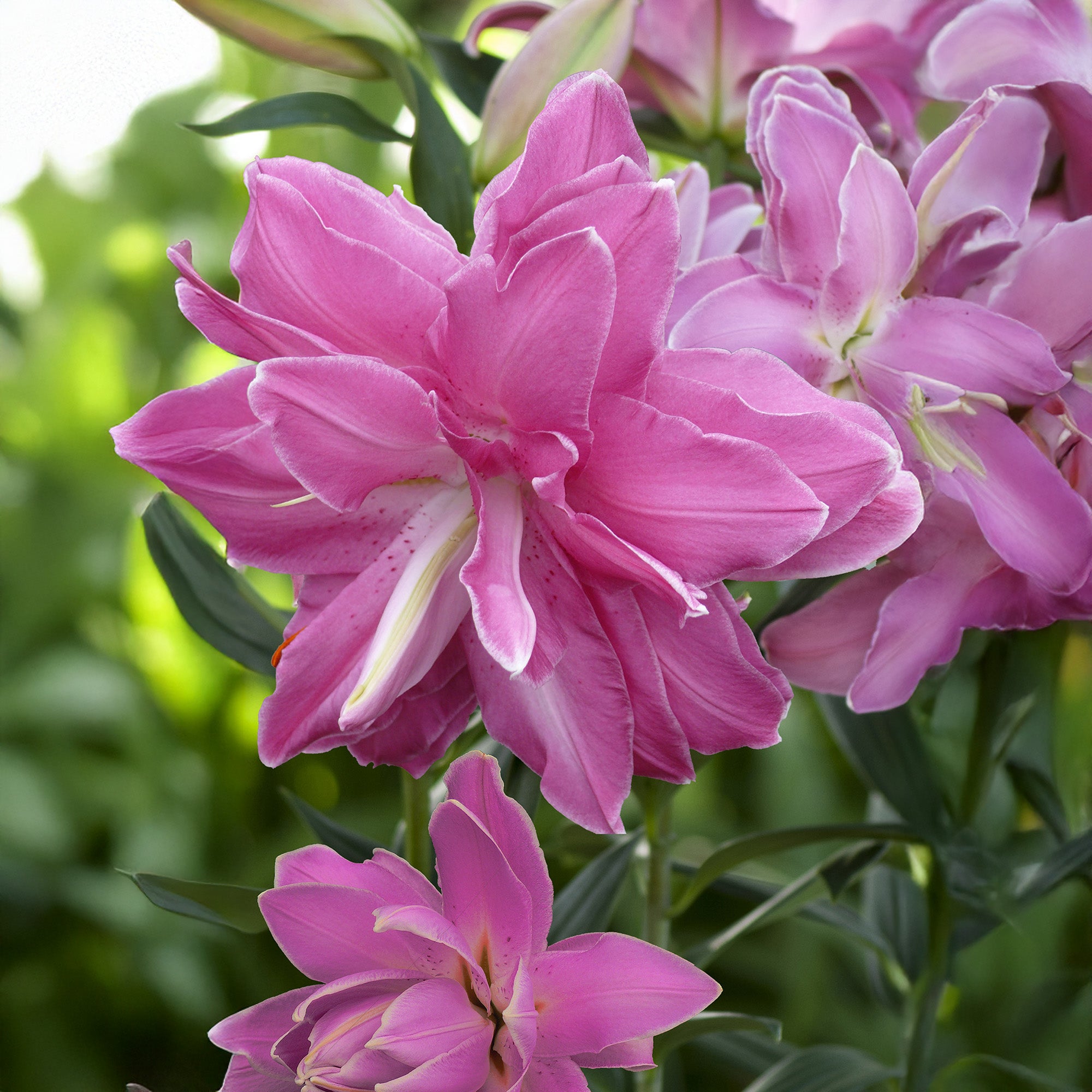 Lilium Lotus Wonder (2 Bulbs)