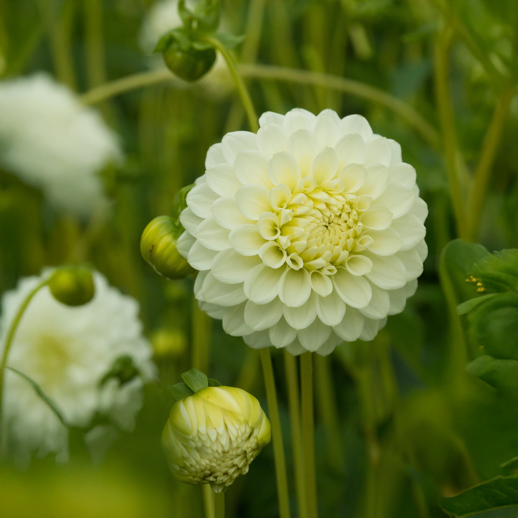 Dahlia Pompon Petra's Wedding (1 Bulb)