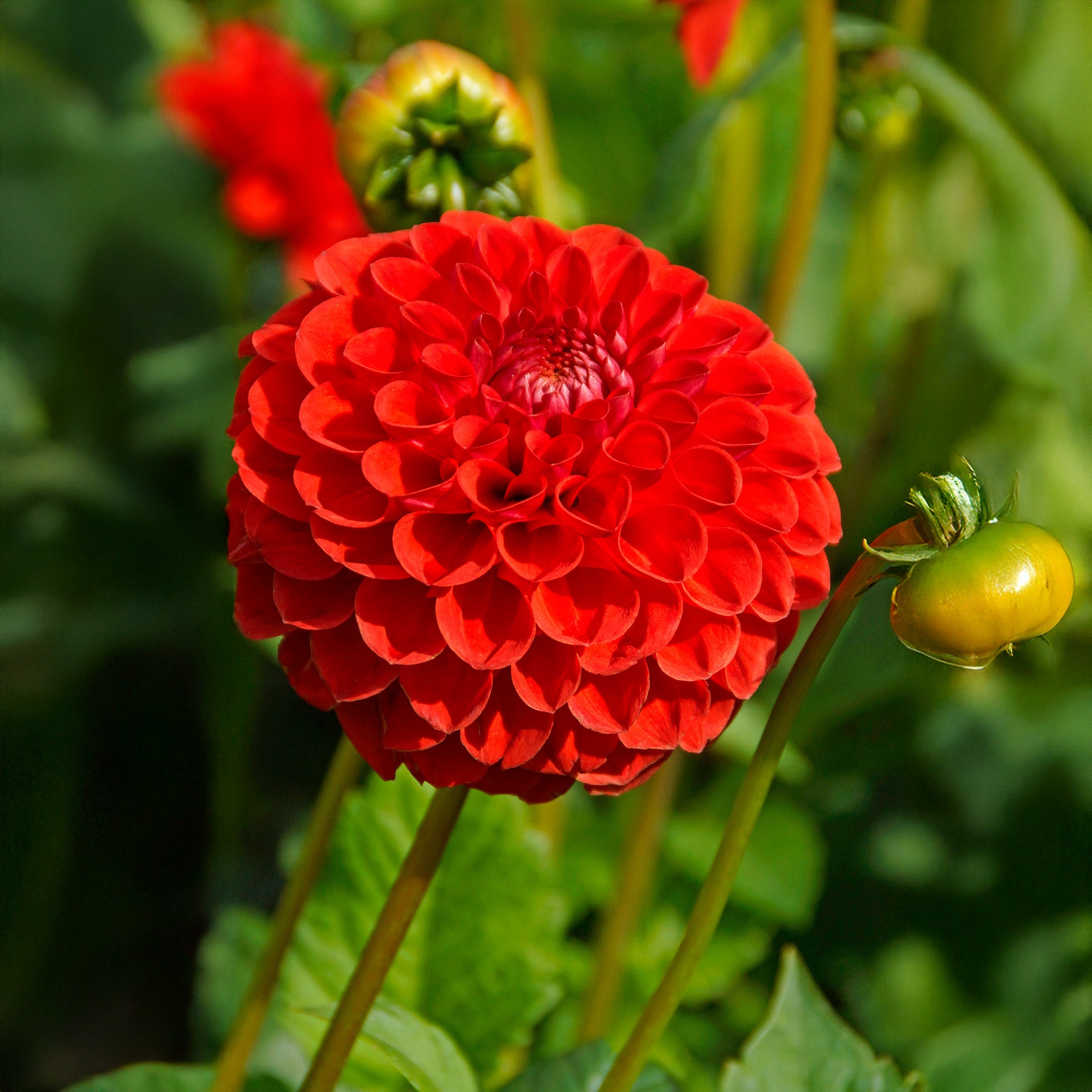 Dahlia Pompon Sunny Boy Red (1 Bulb)