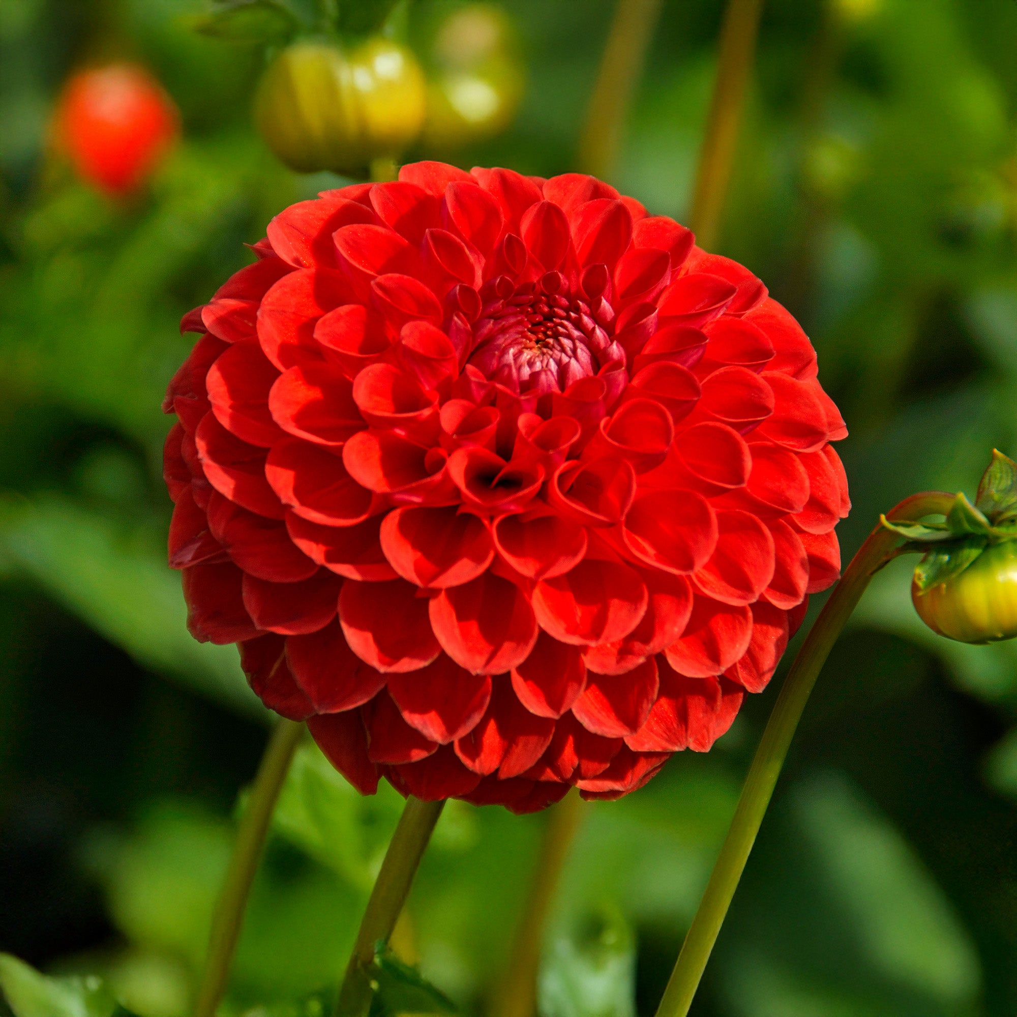 Dahlia Pompon Sunny Boy Red (1 Bulb)