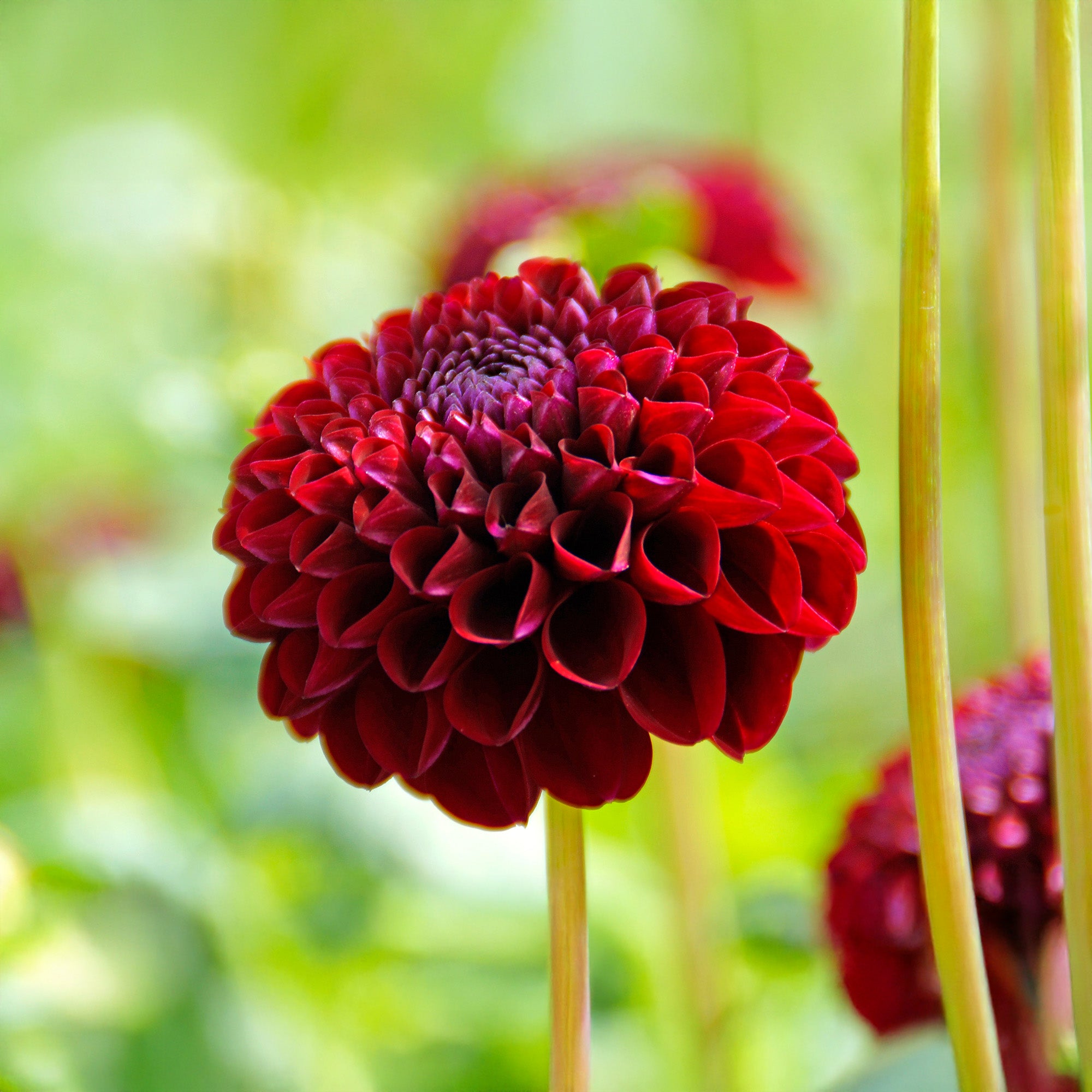 Dahlia Pompon Natal (1 Bulb)