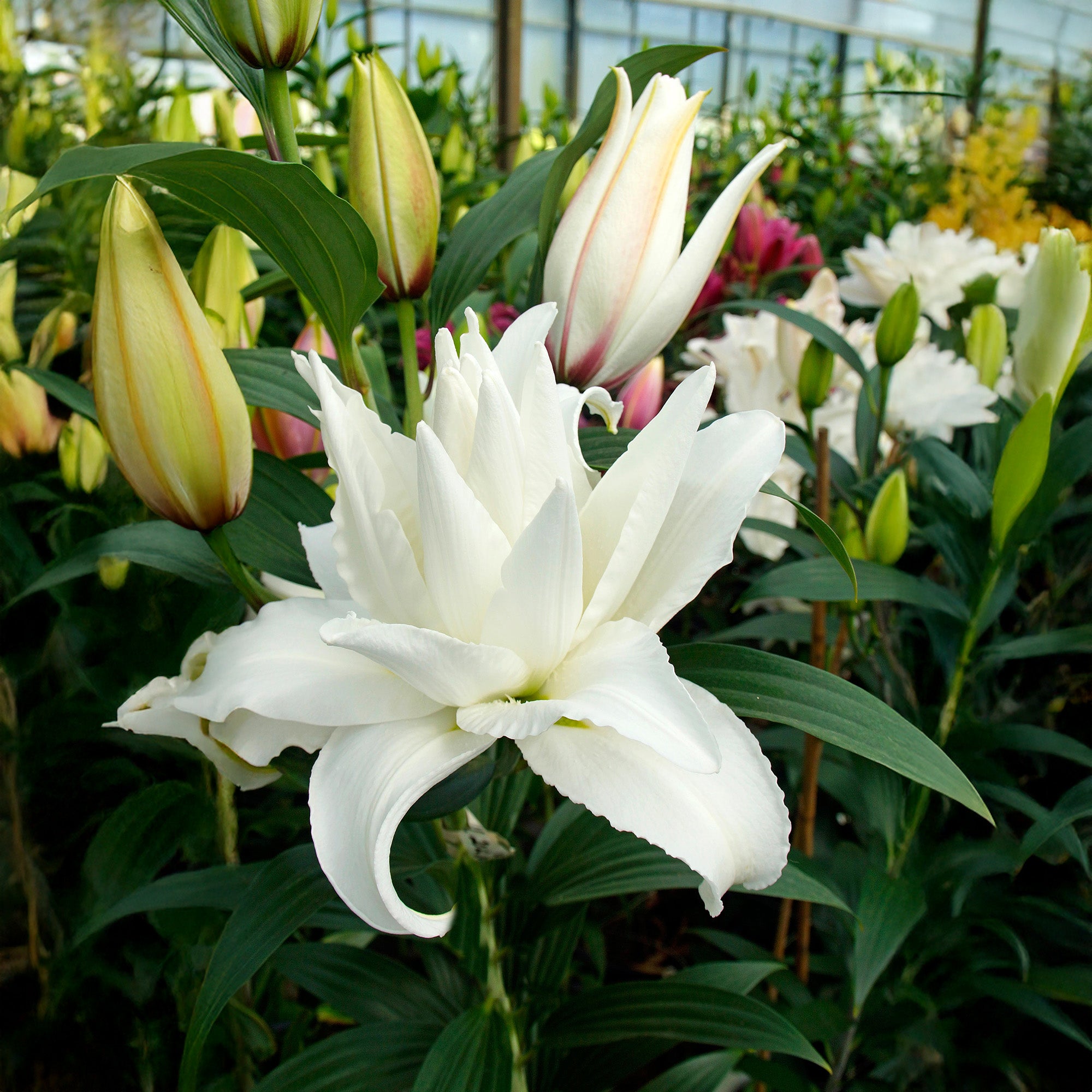 Lilium Lotus Pure (2 Bulbs)